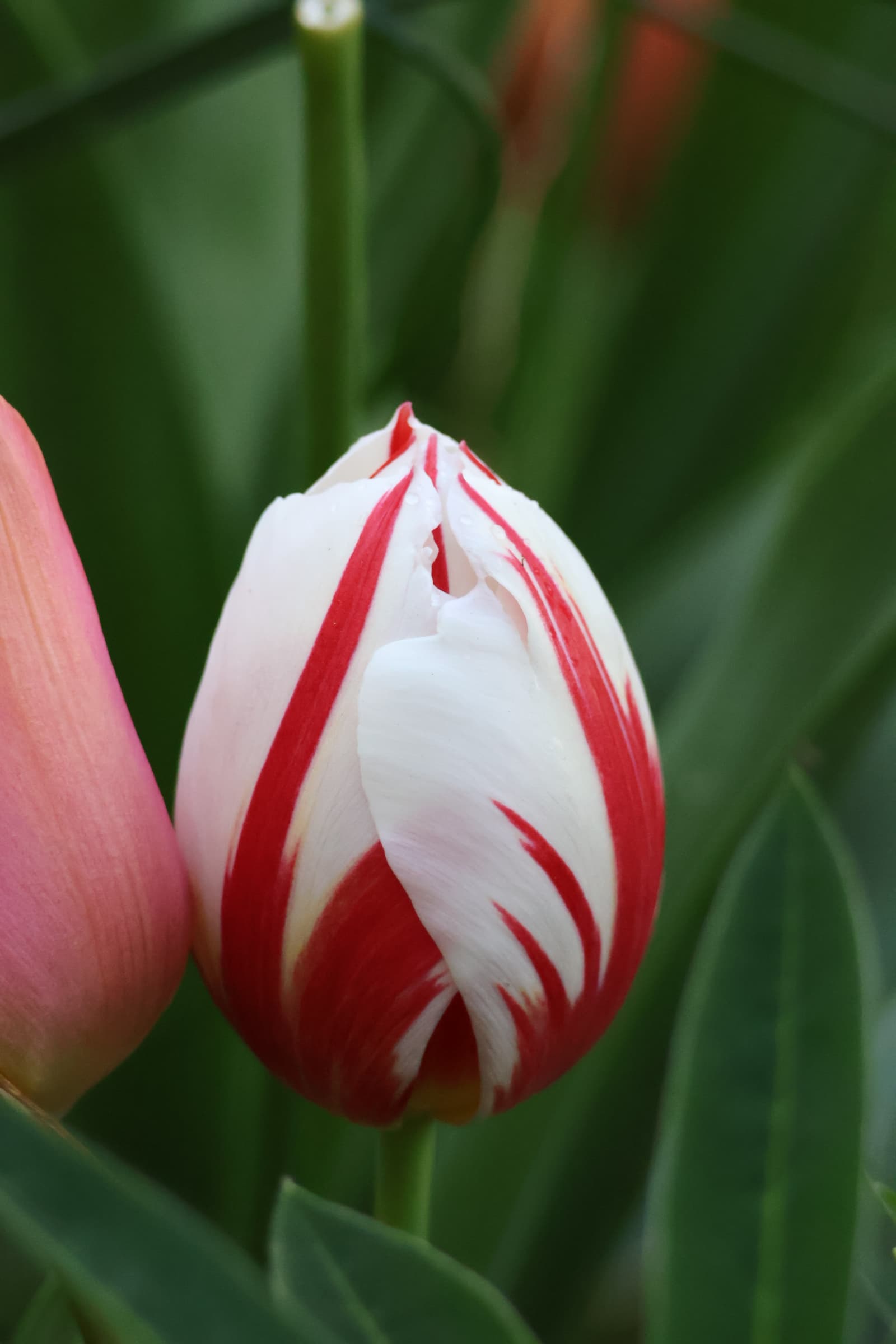 Flower 99