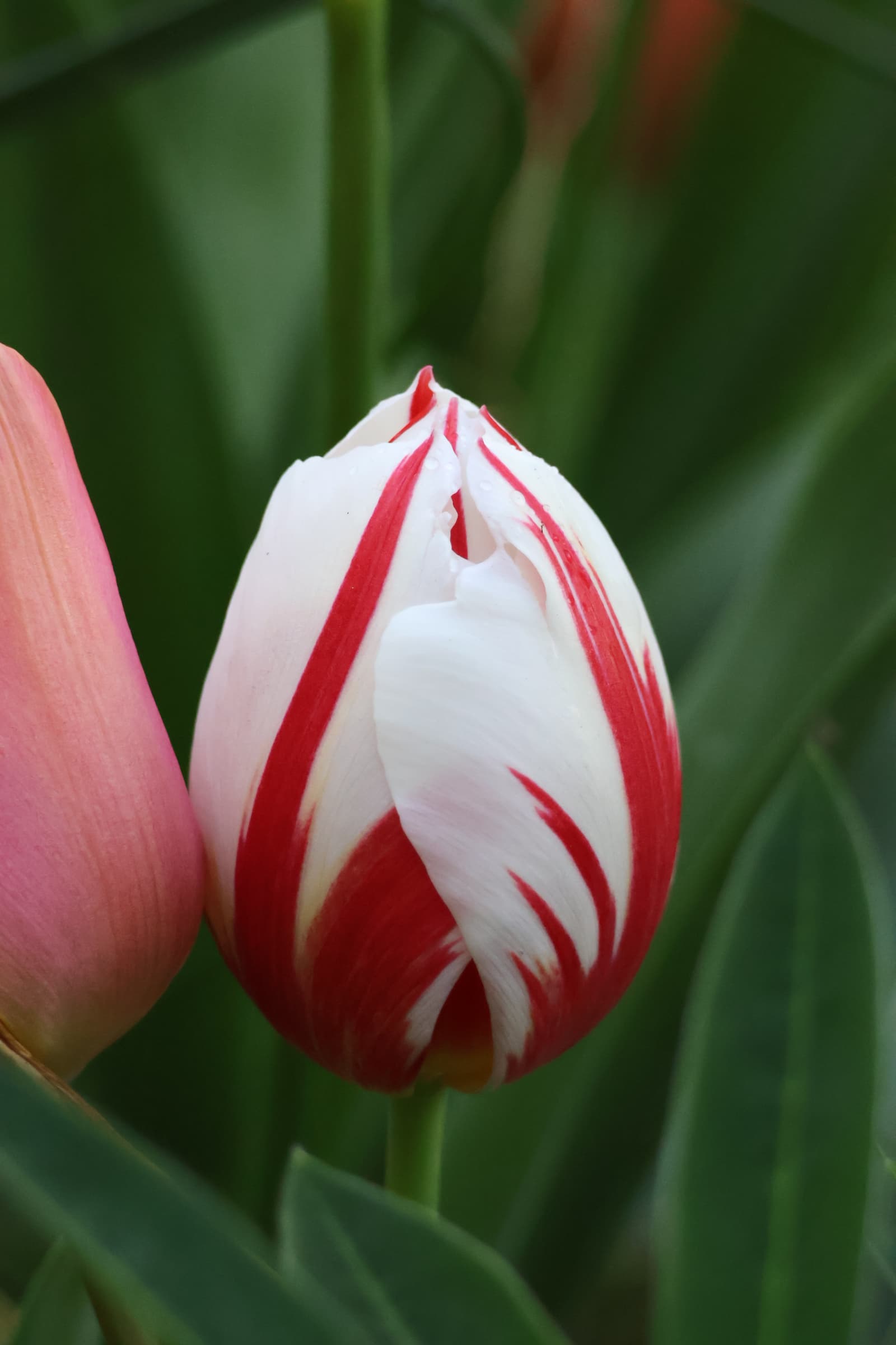 Flower 63