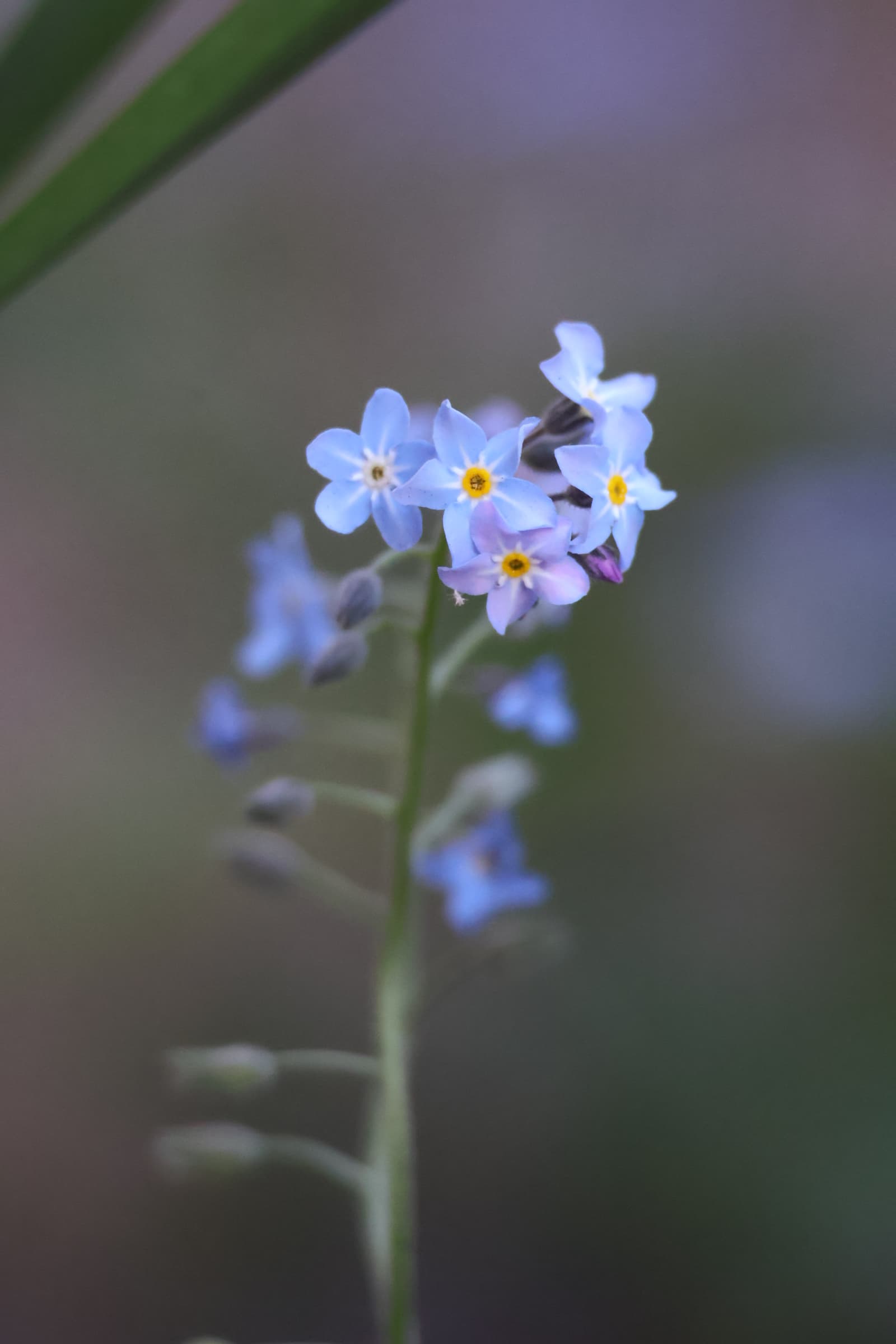 Flower 542
