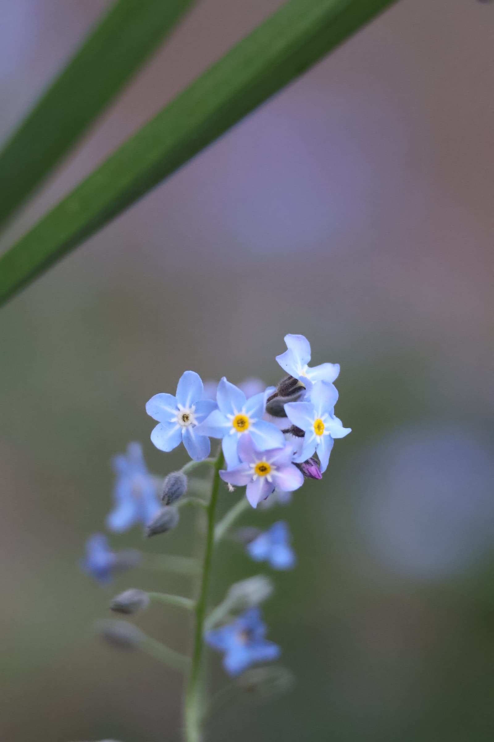 Flower 109