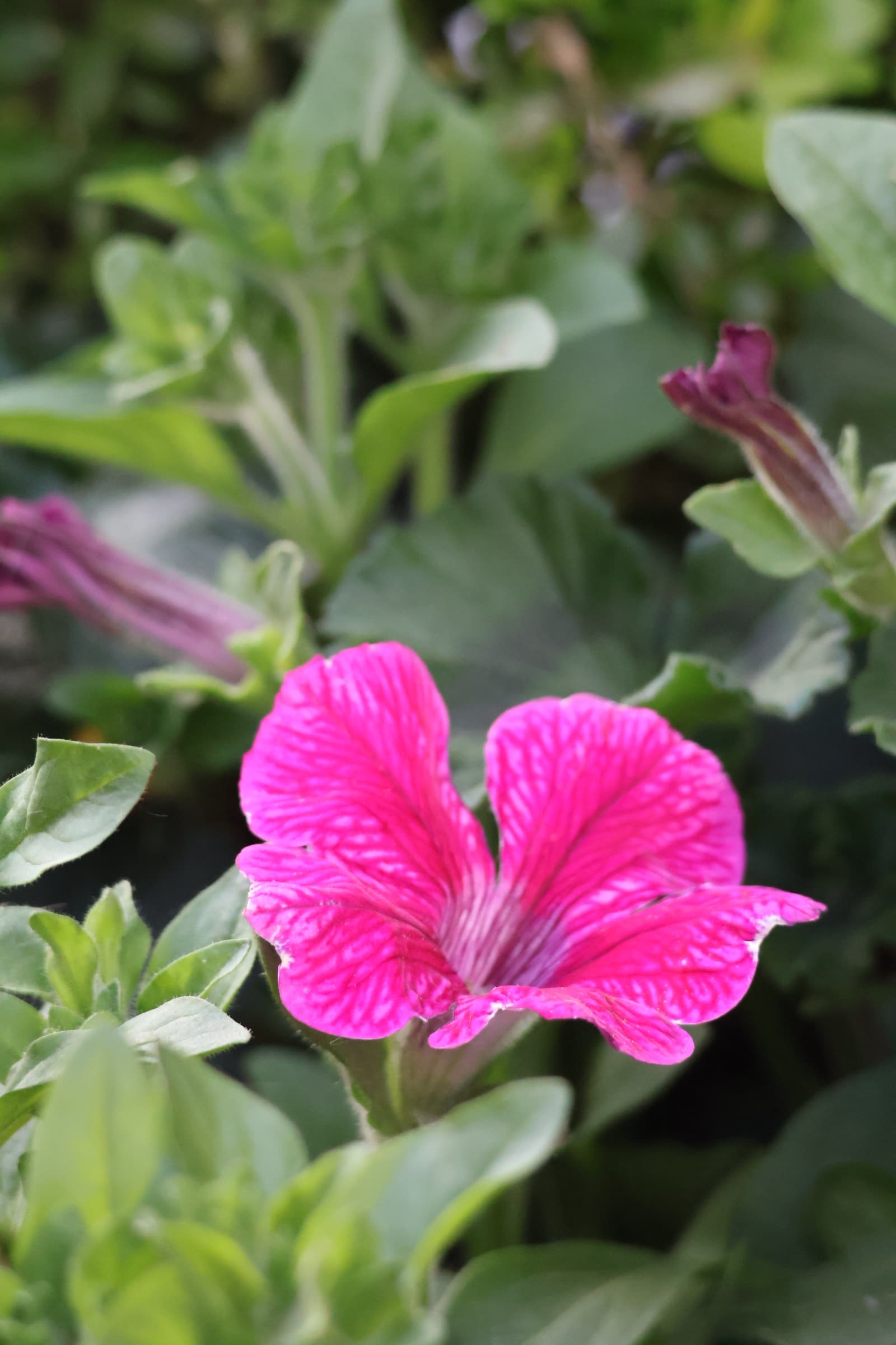 Flower 184