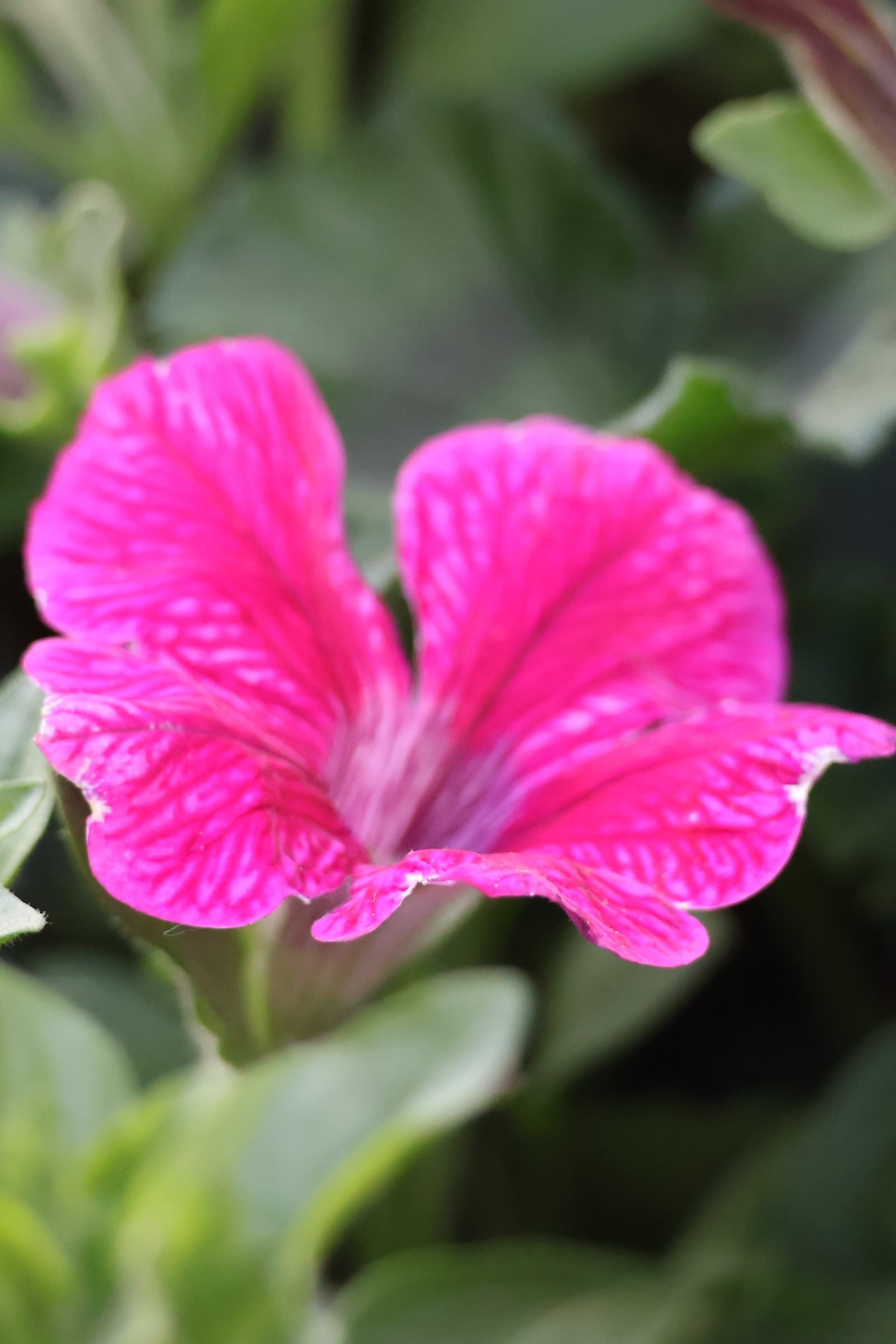 Flower 433