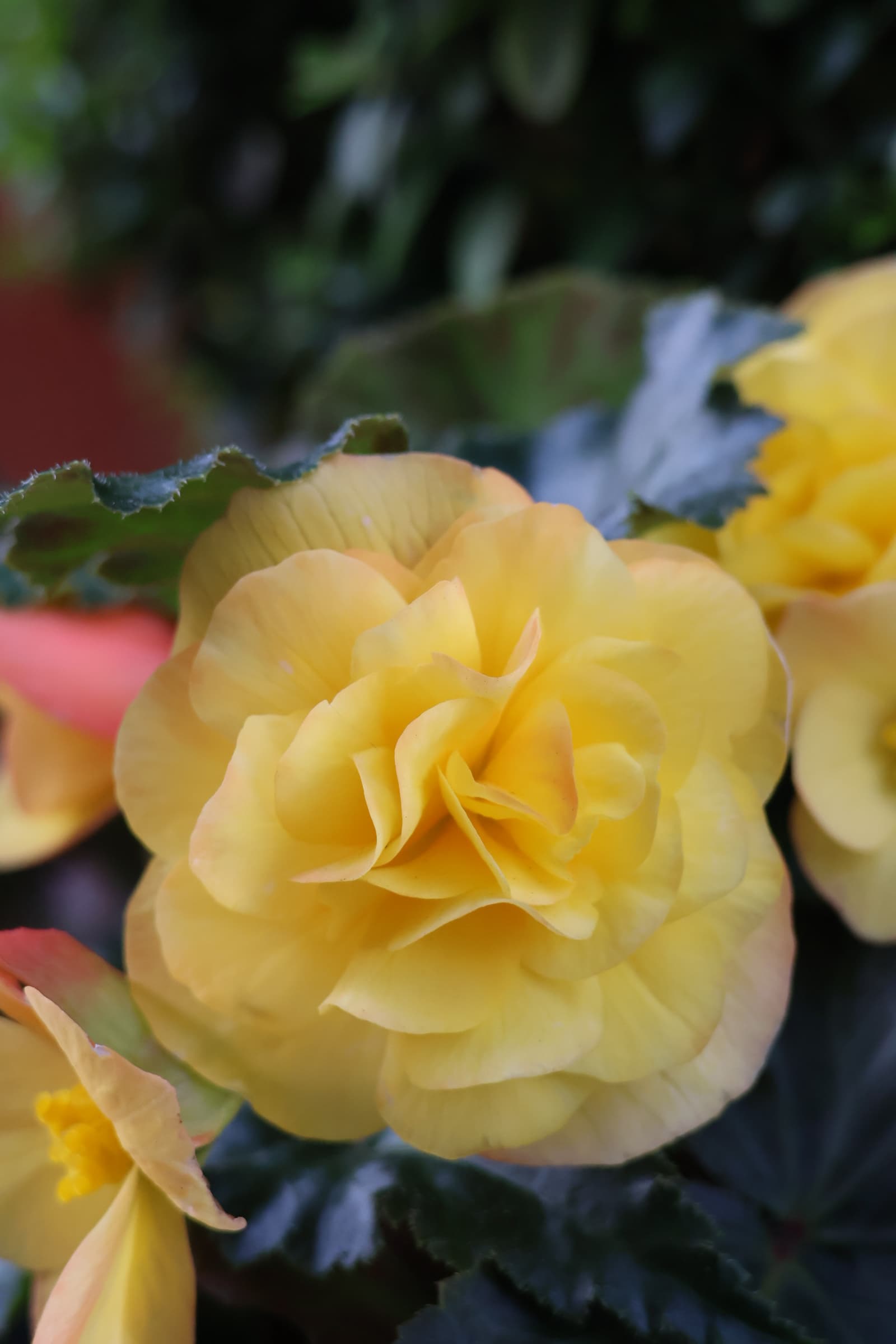 Flower 68