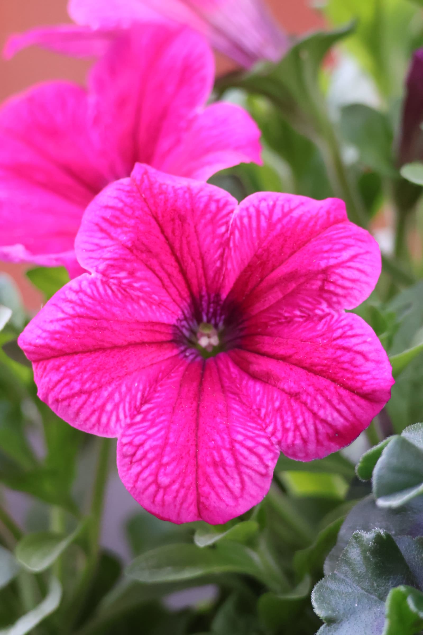 Flower 130