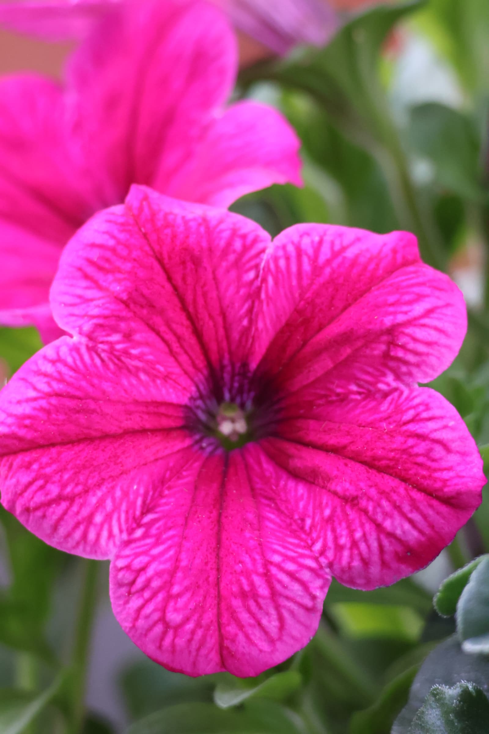 Flower 457