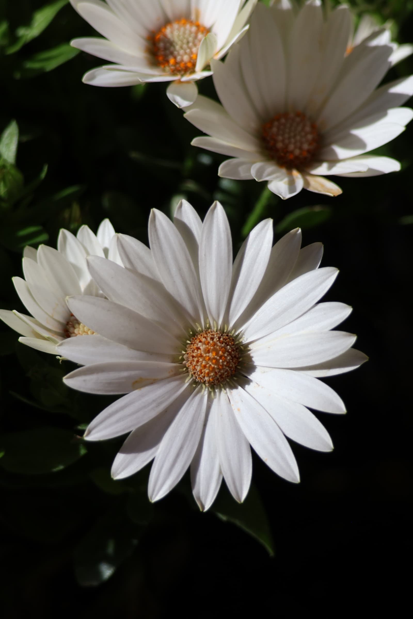 Flower 212