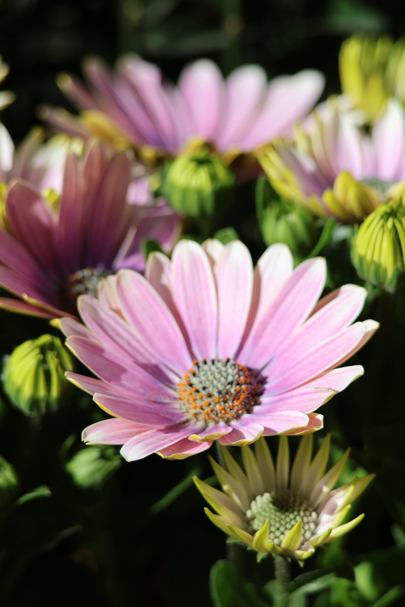 Flower 187