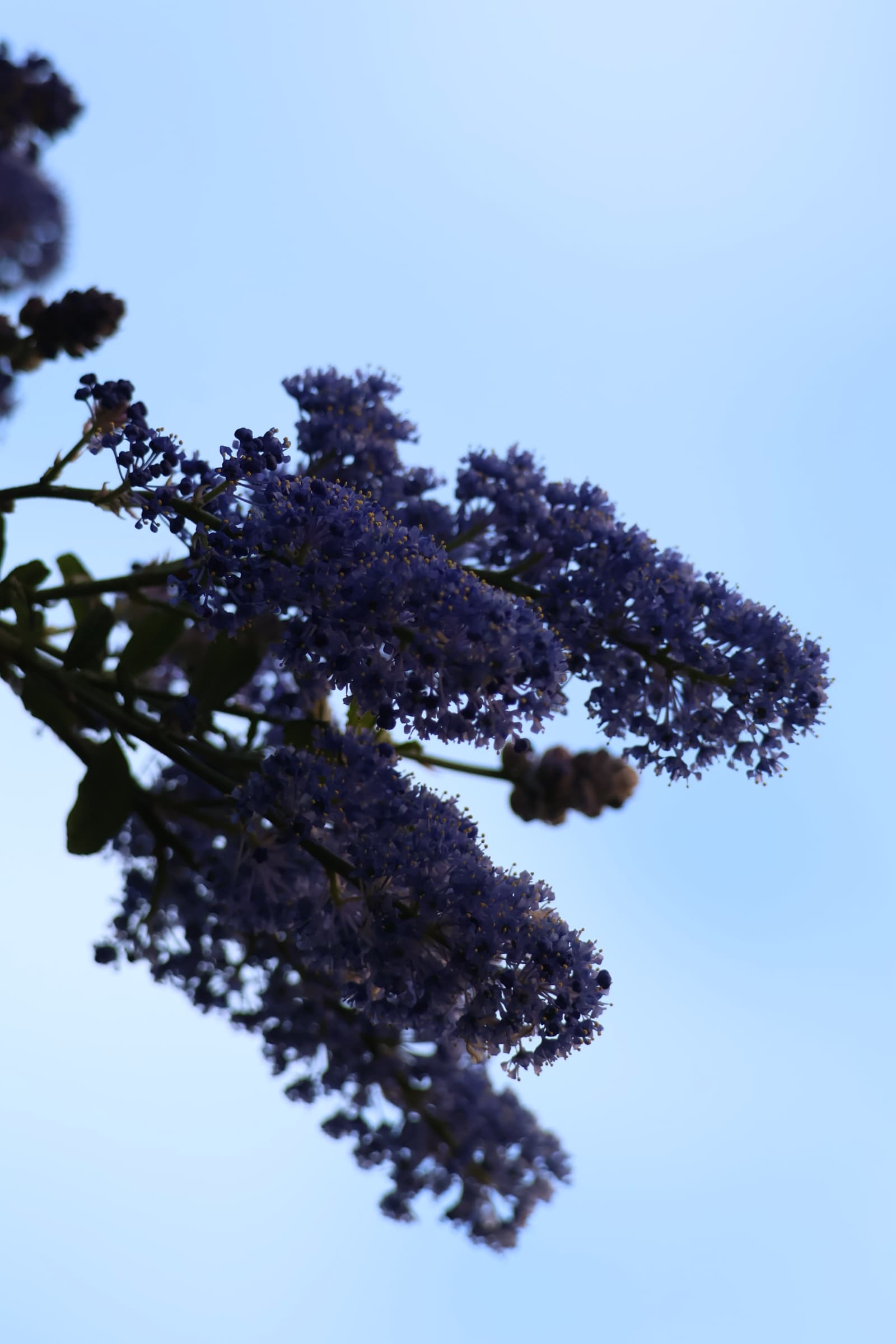 Flower 307