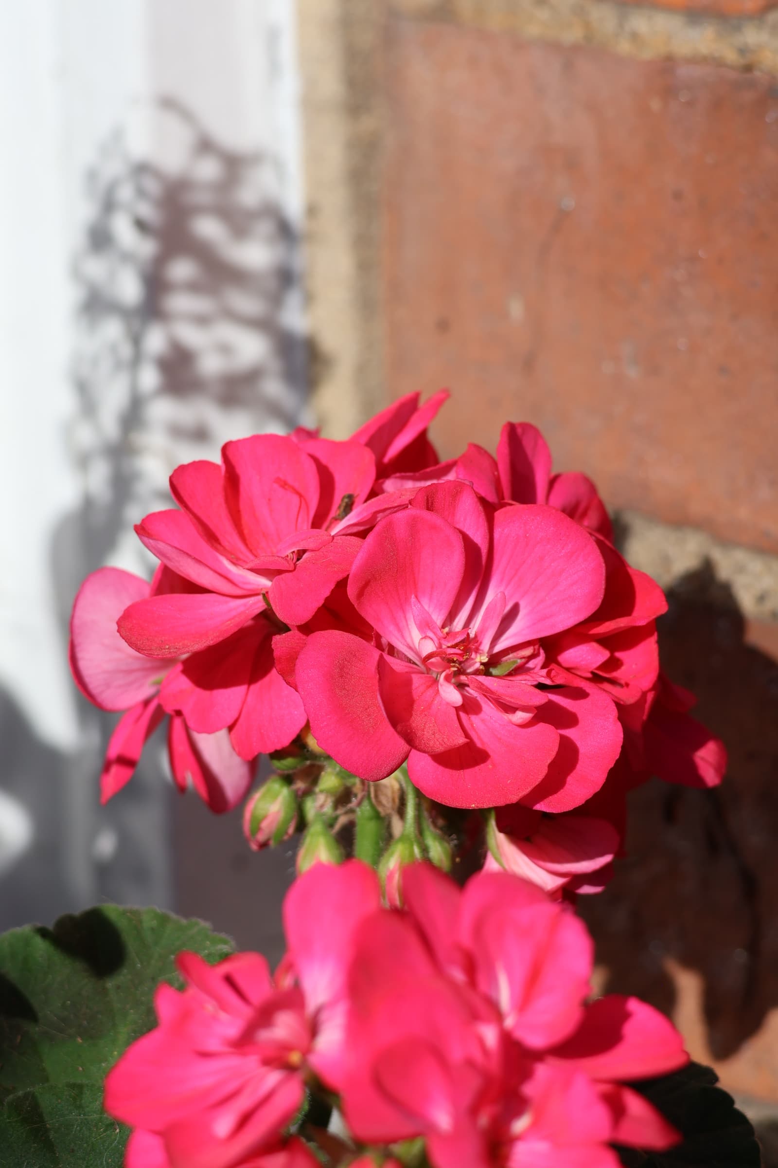 Flower 279