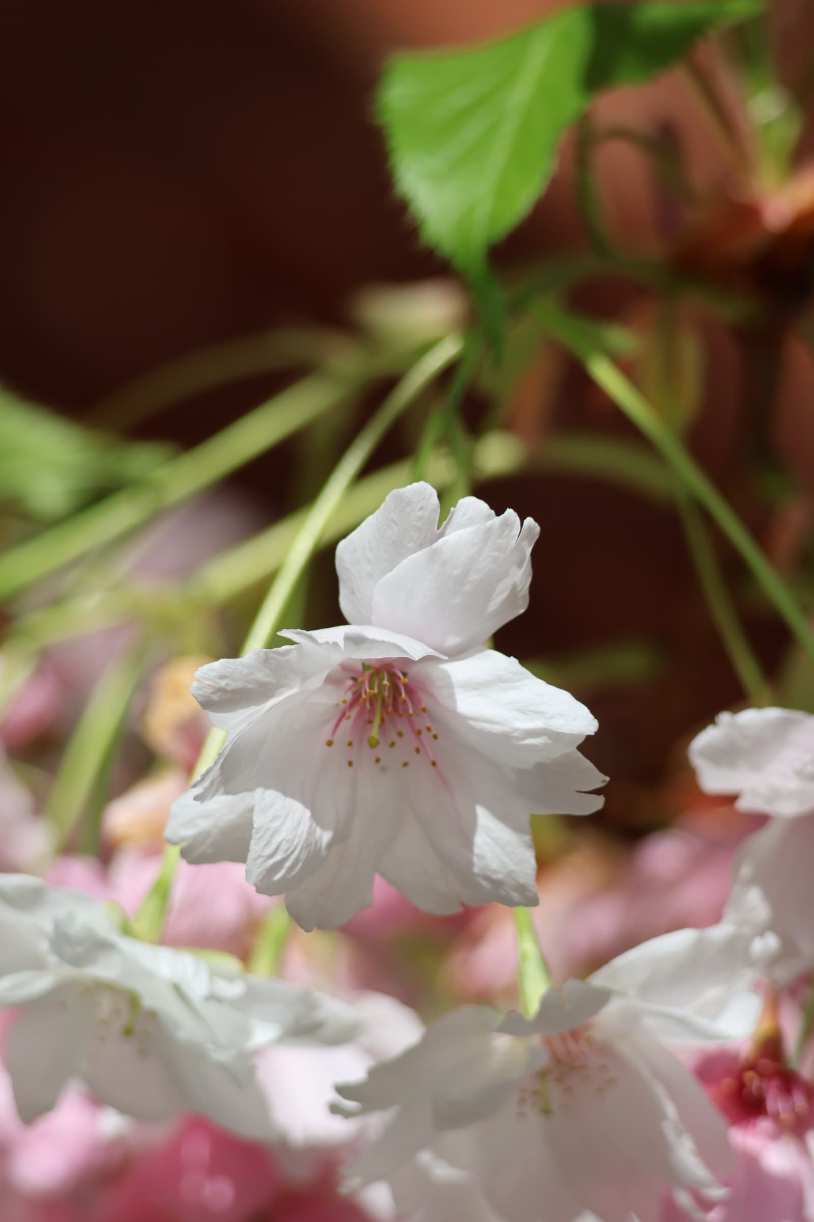 Flower 96