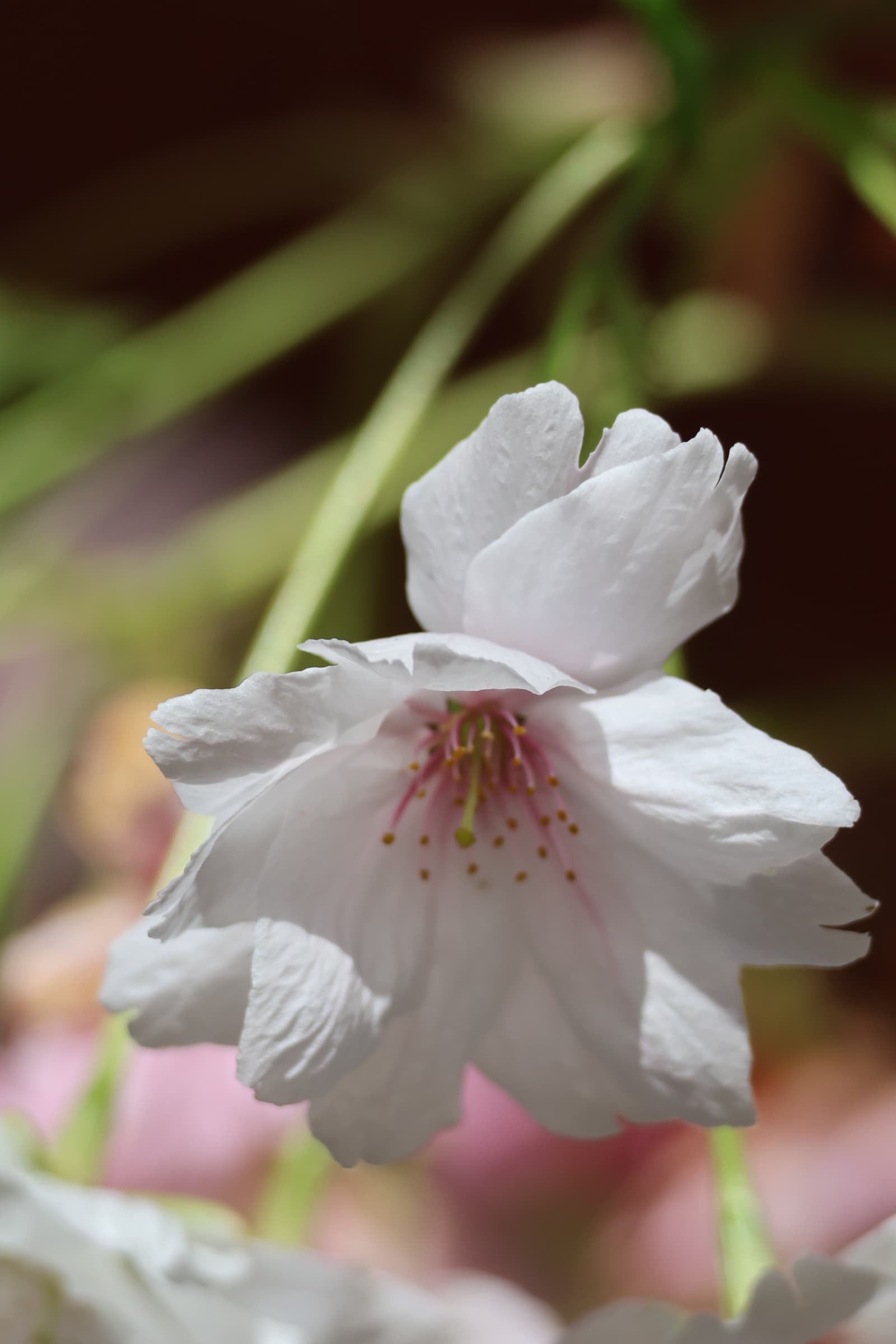 Flower 251