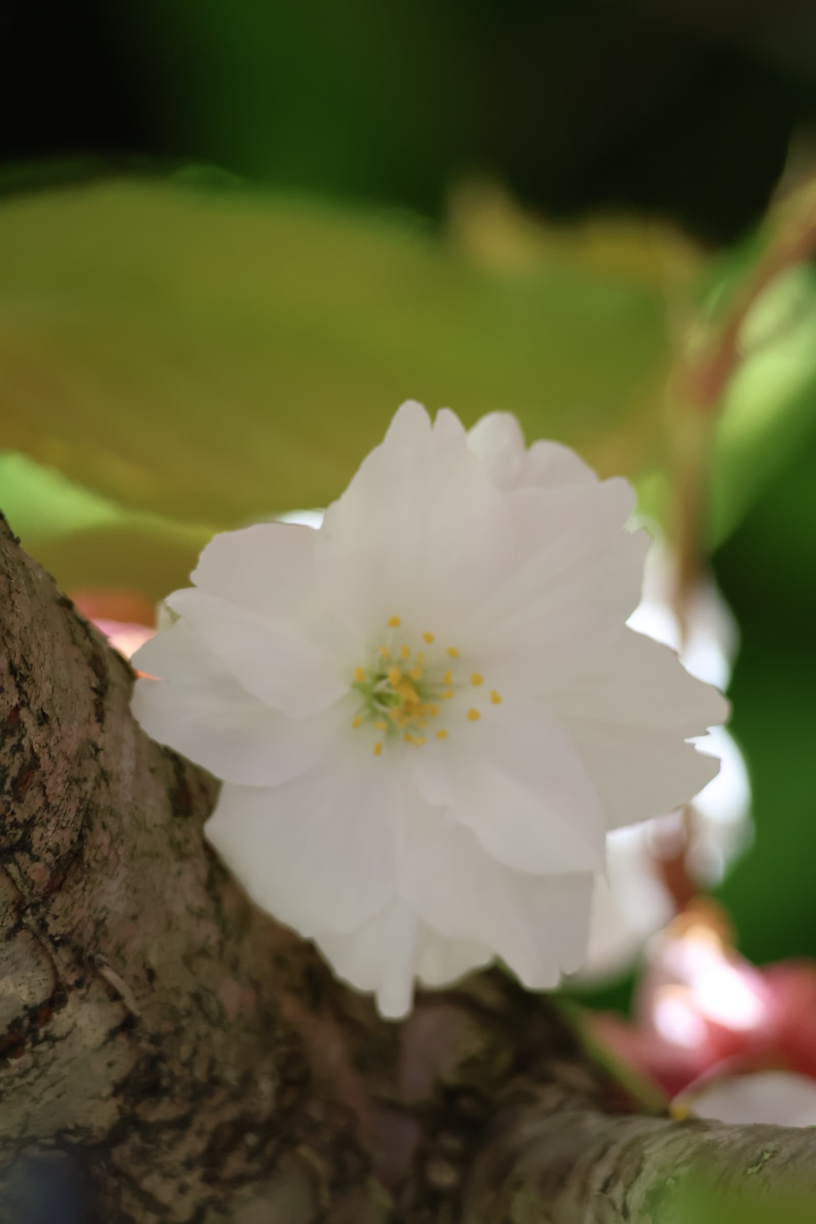 Flower 47