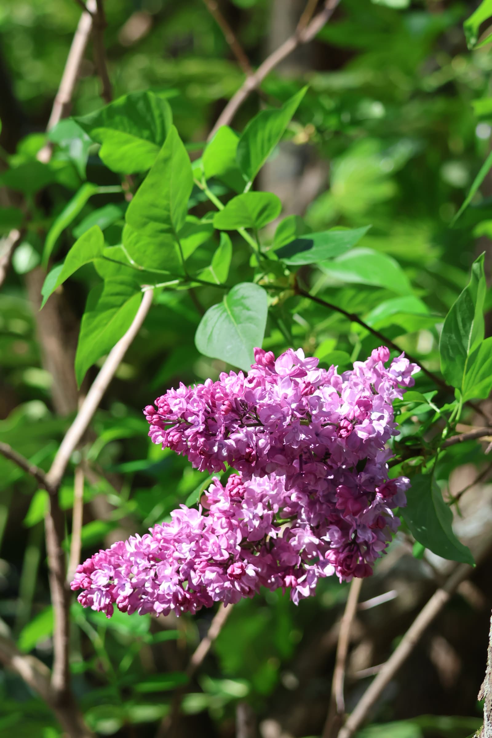 Flower 191