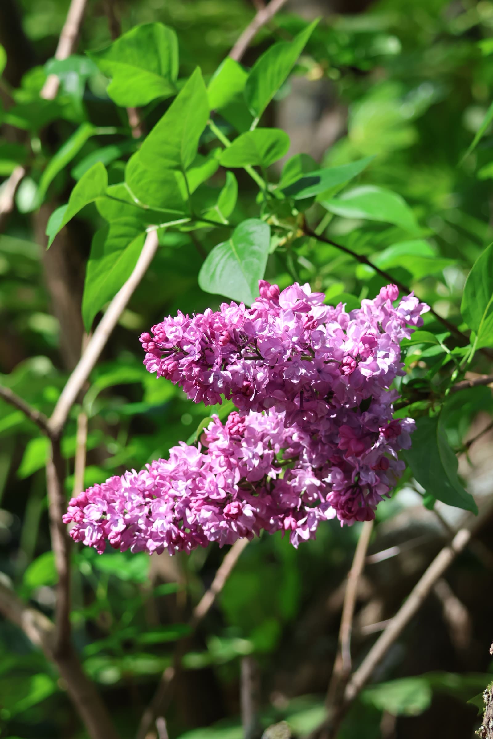 Flower 90