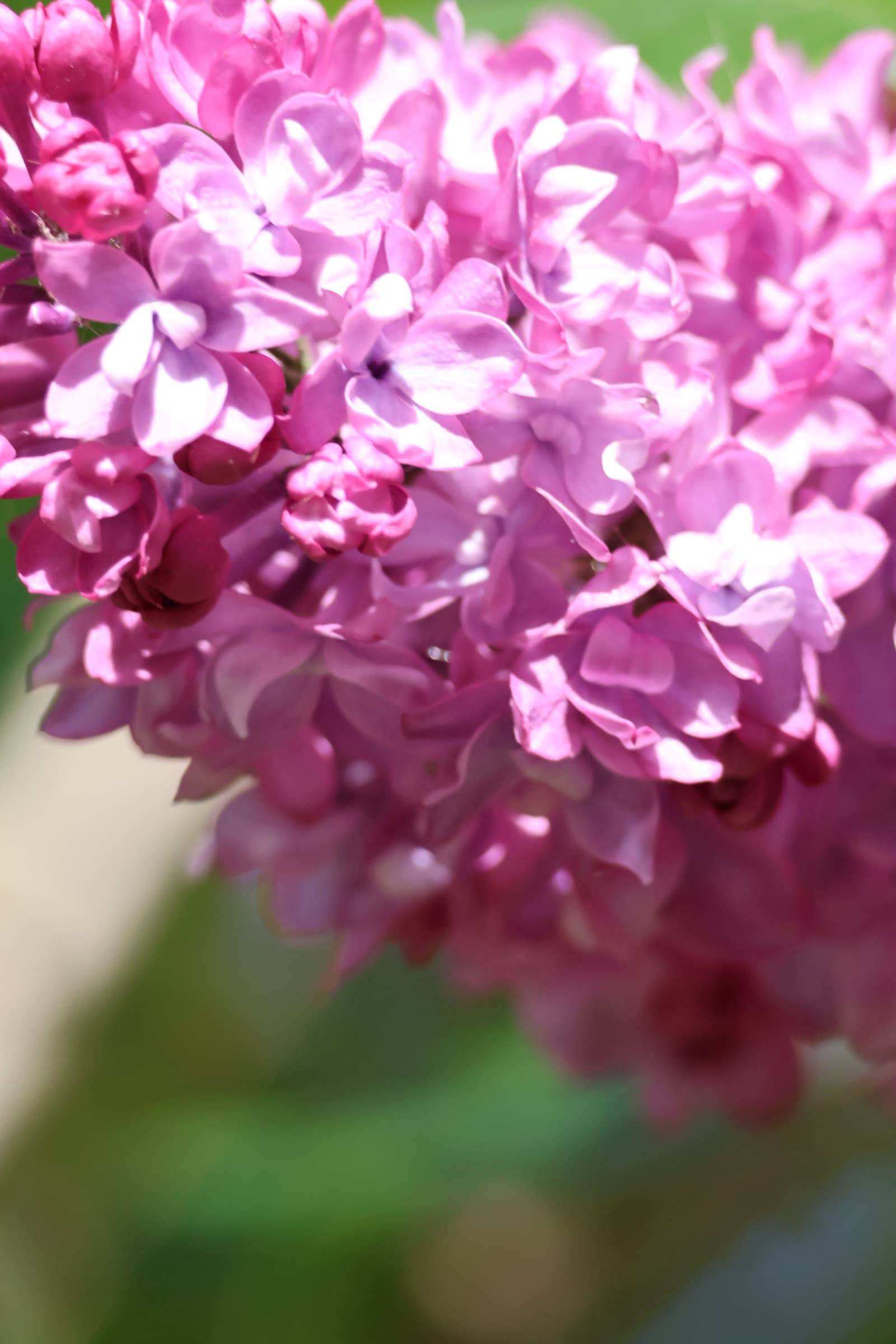 Flower 455