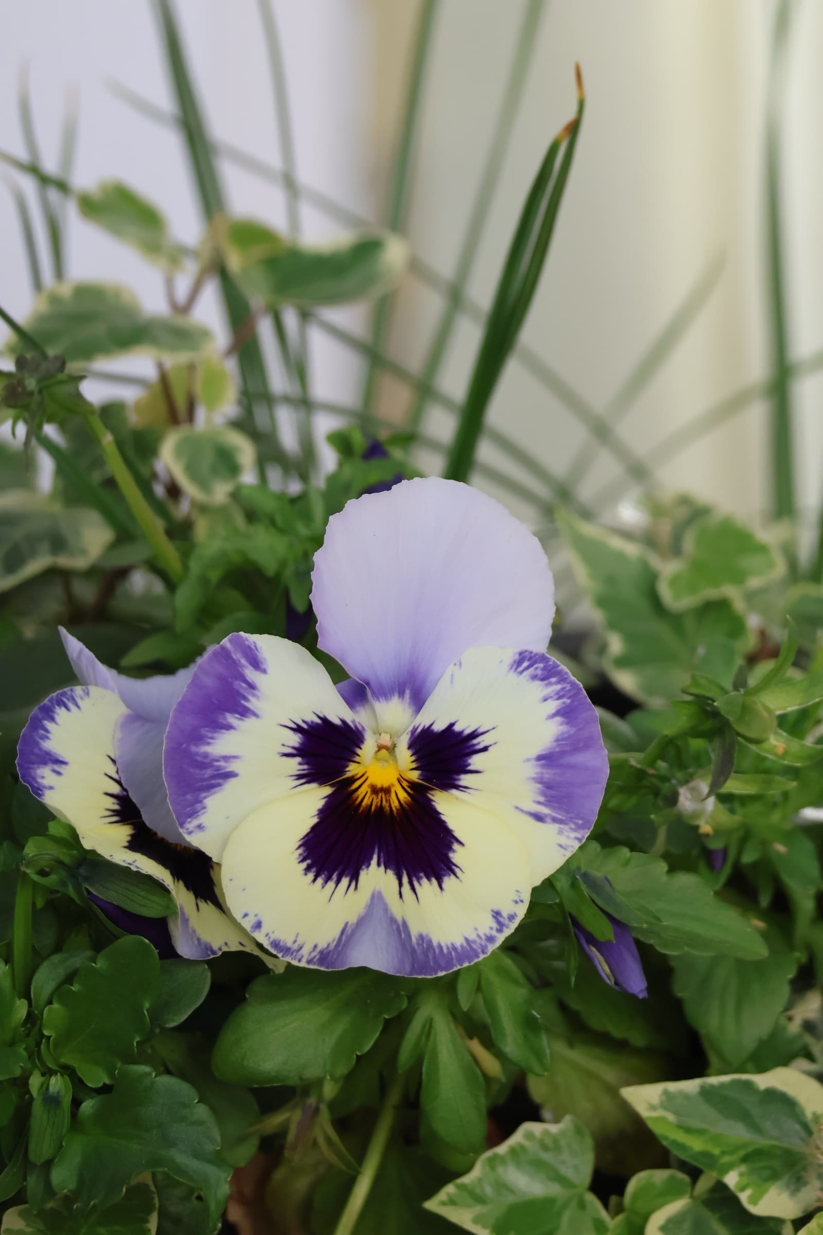 Flower 145