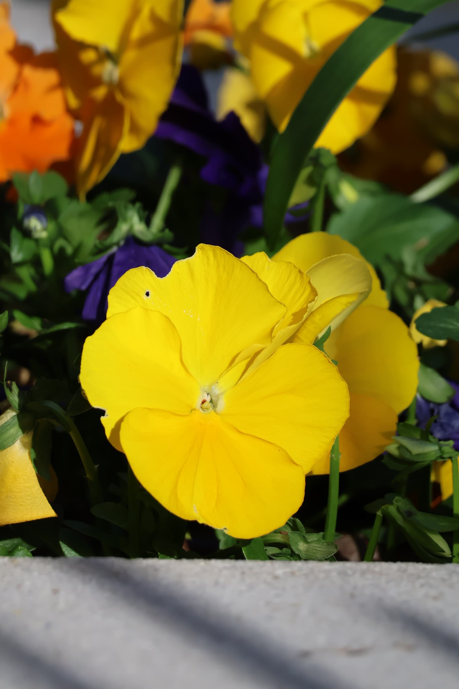 Flower 511