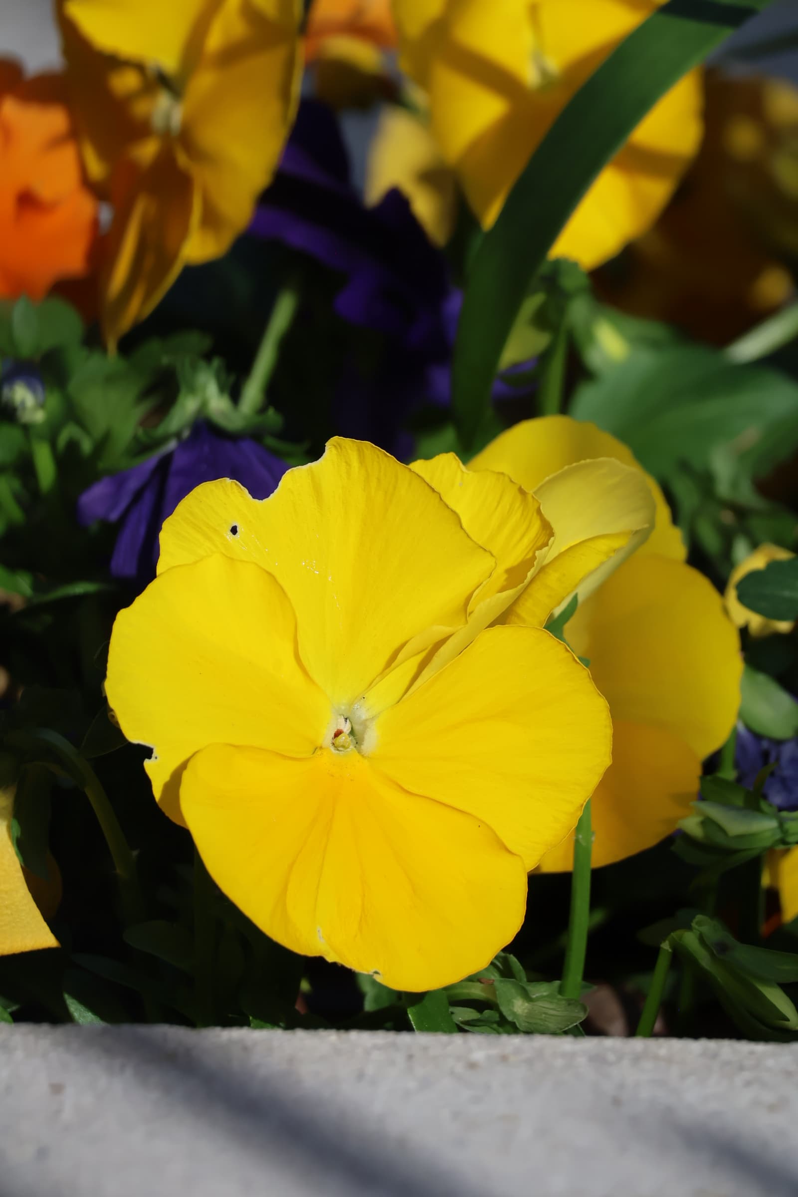 Flower 485