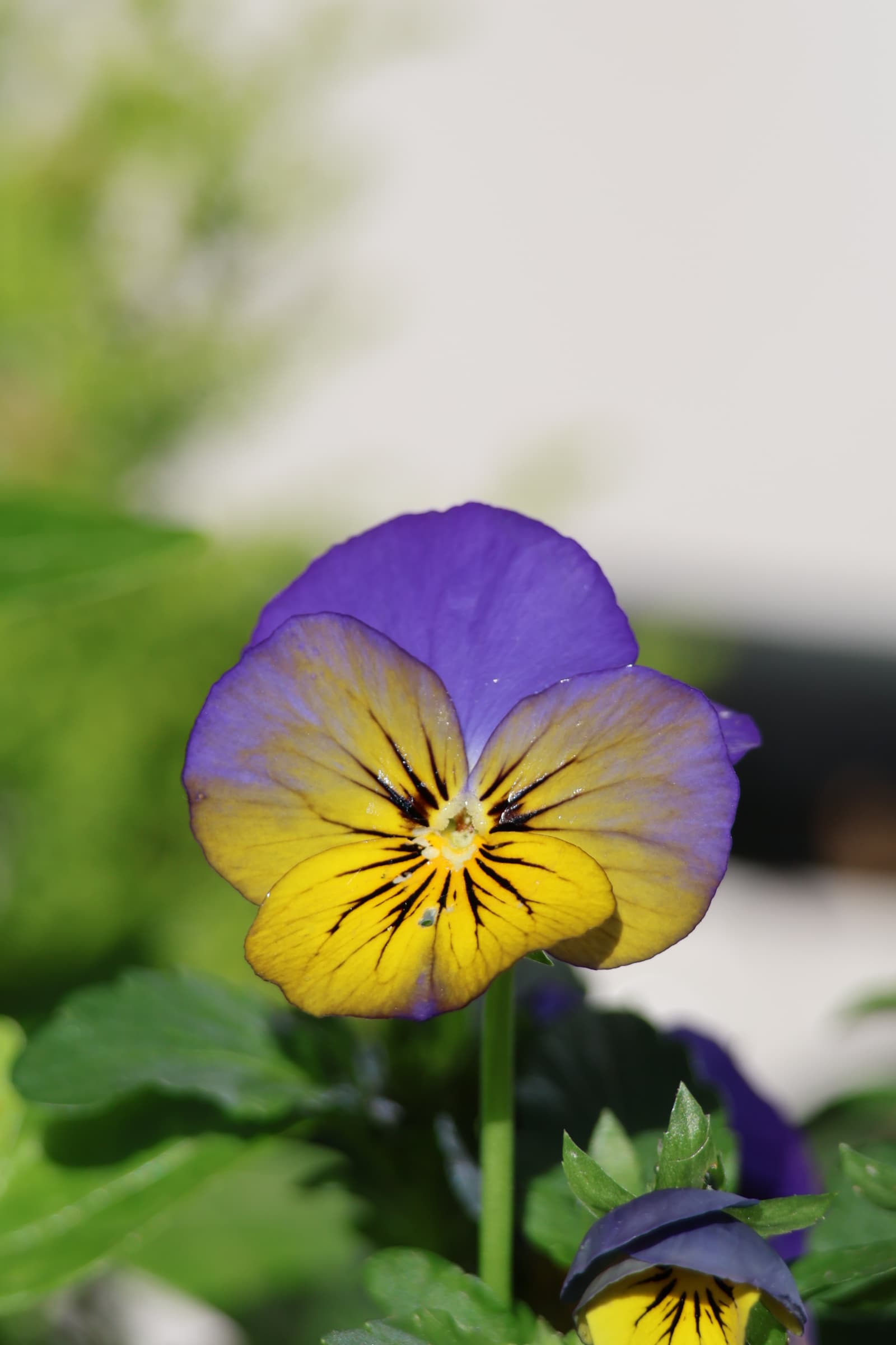 Flower 233