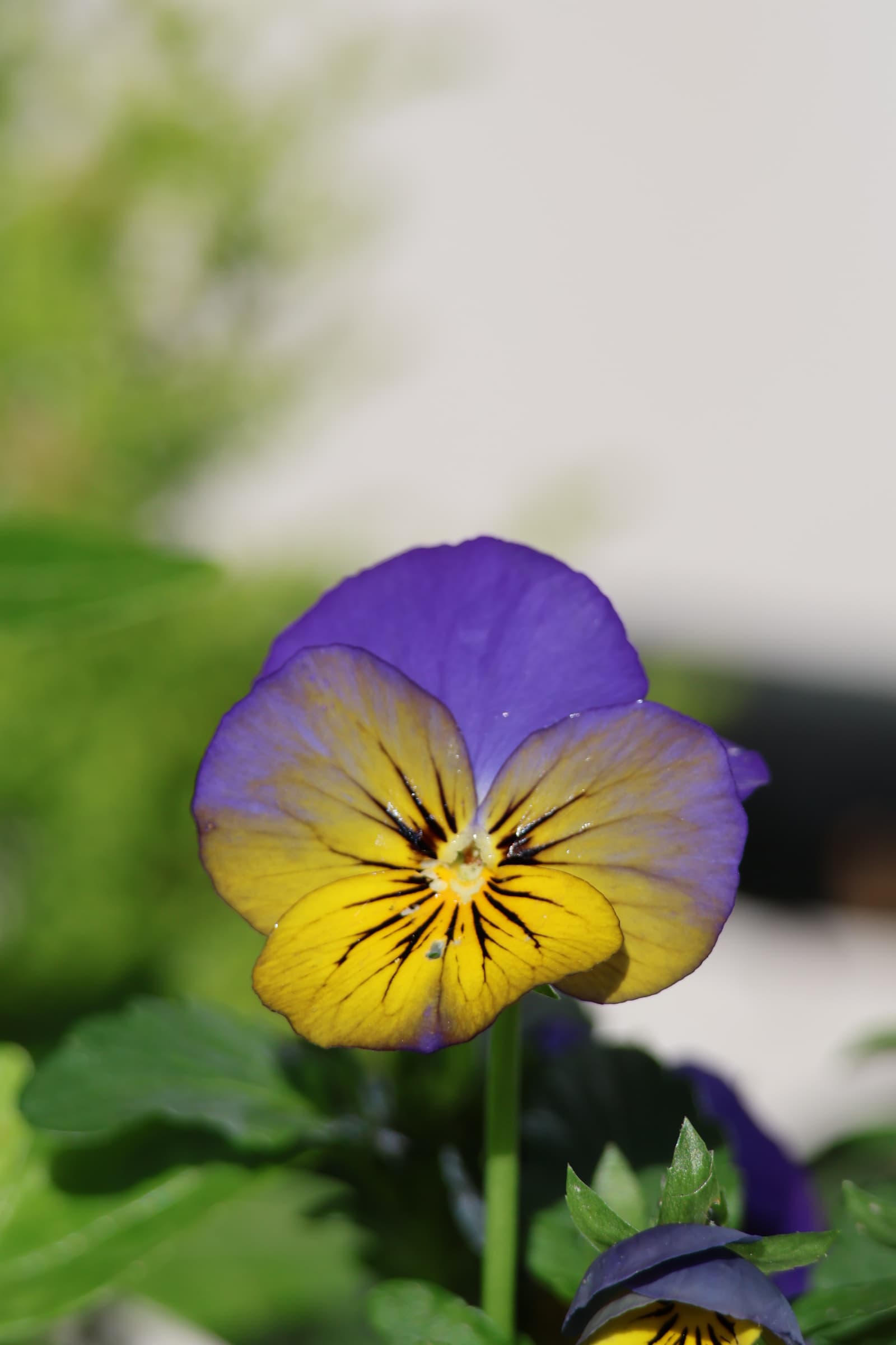 Flower 107
