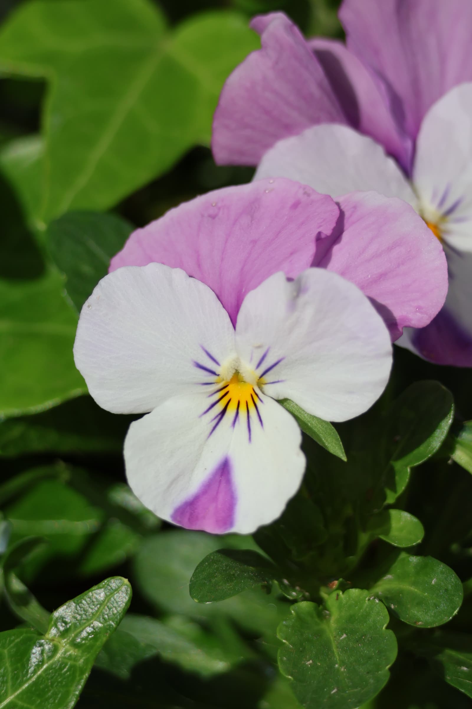Flower 55
