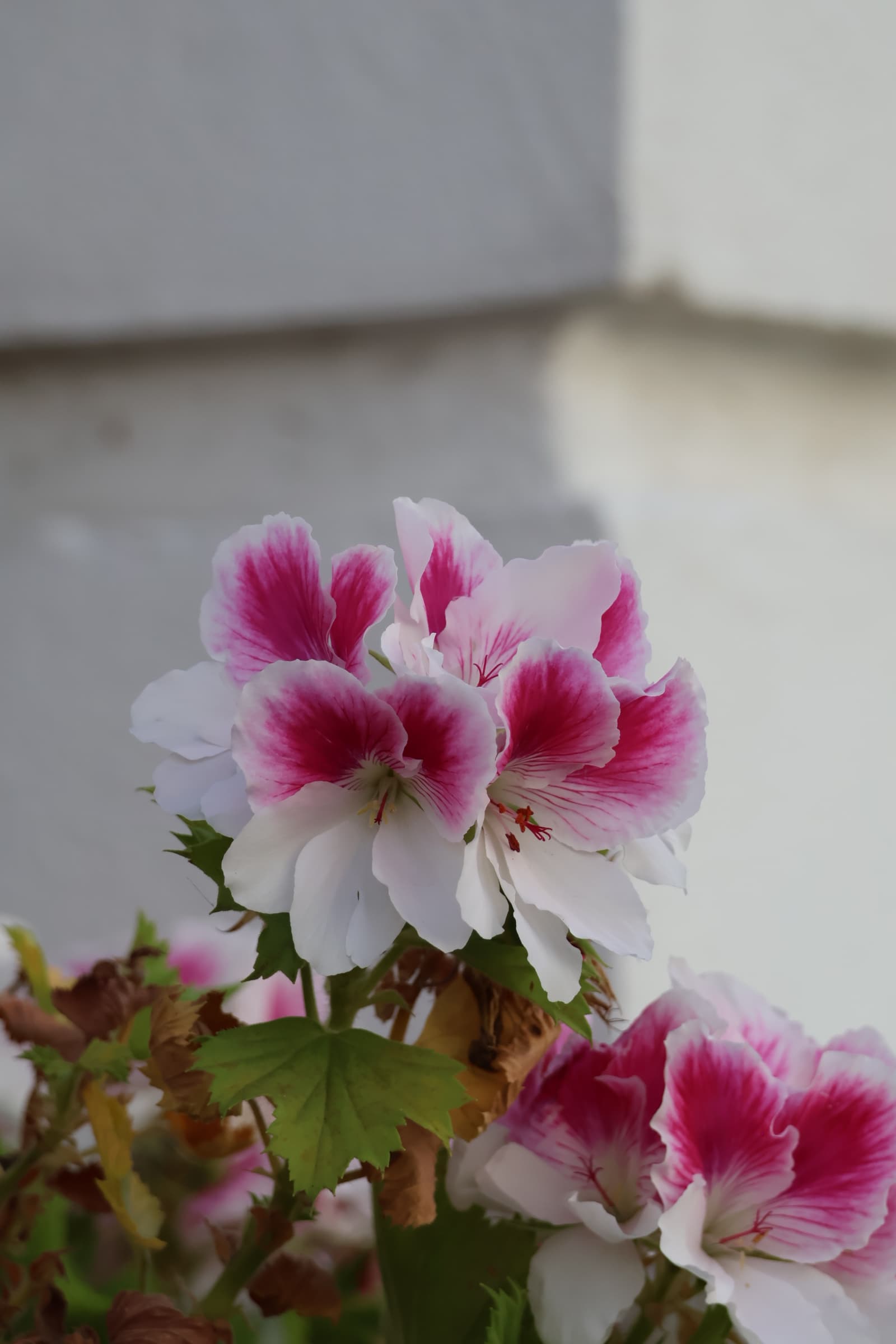 Flower 225