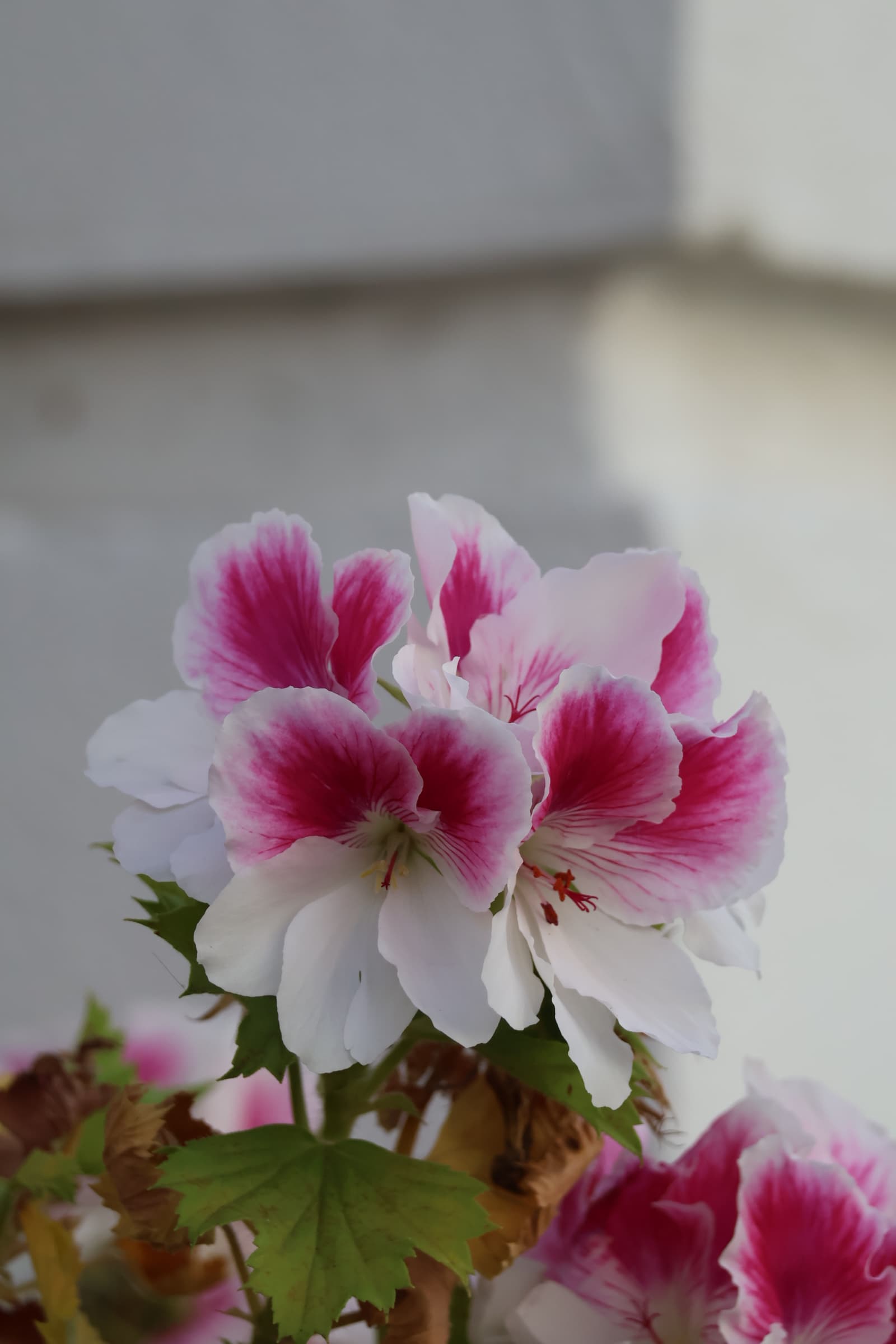 Flower 92