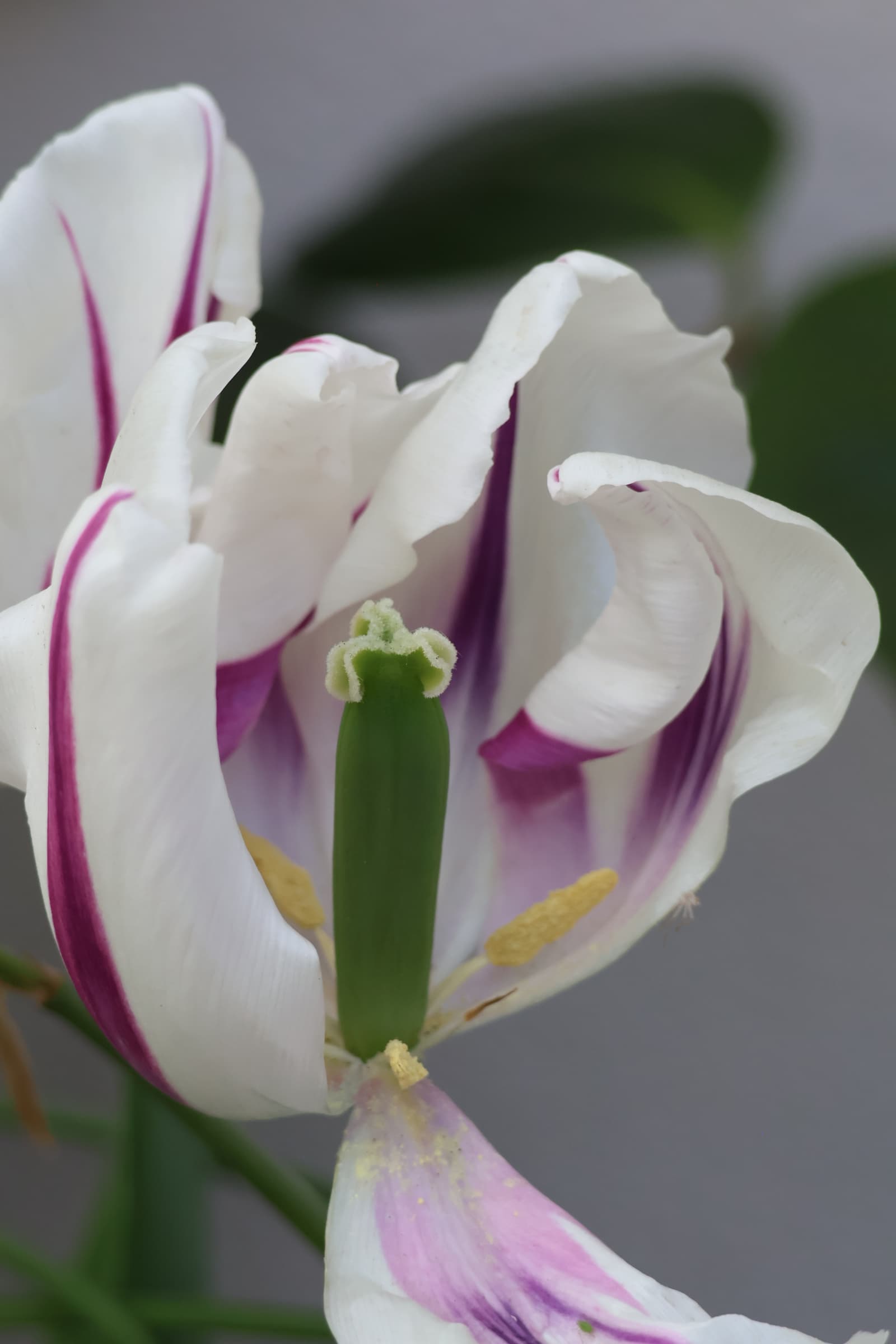 Flower 127
