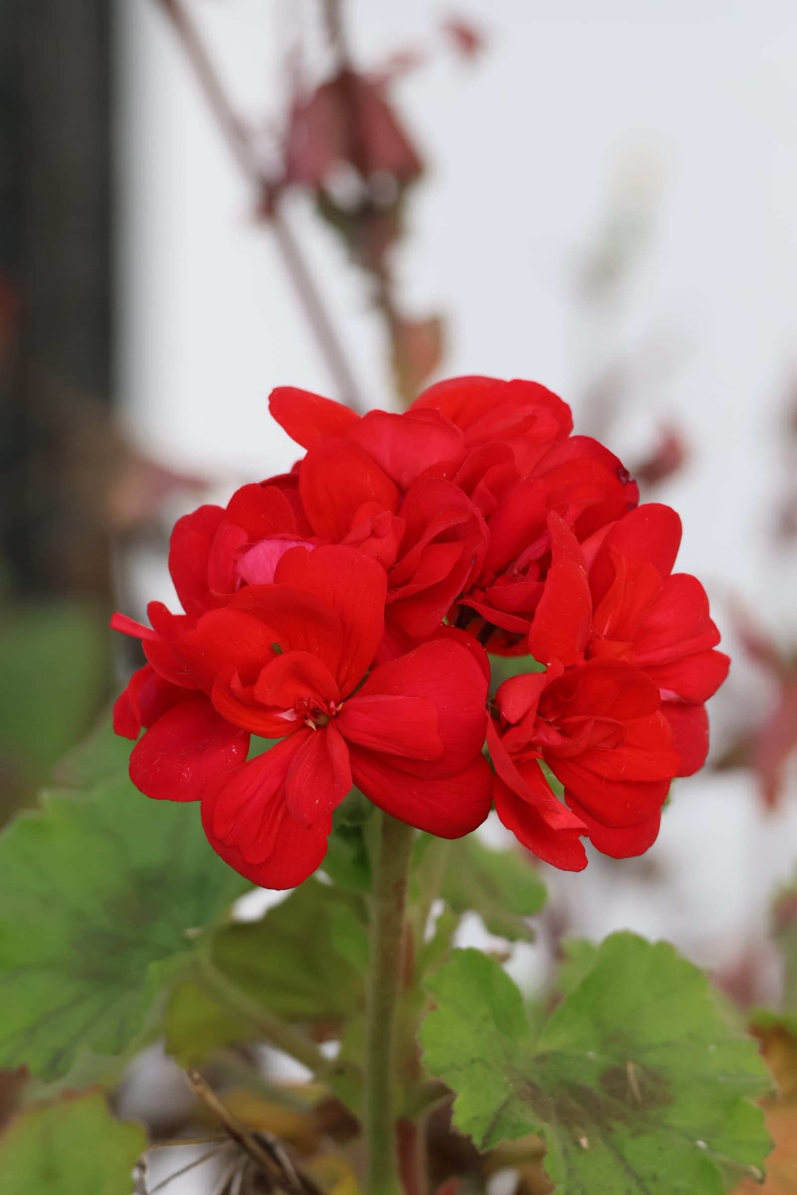 Flower 219