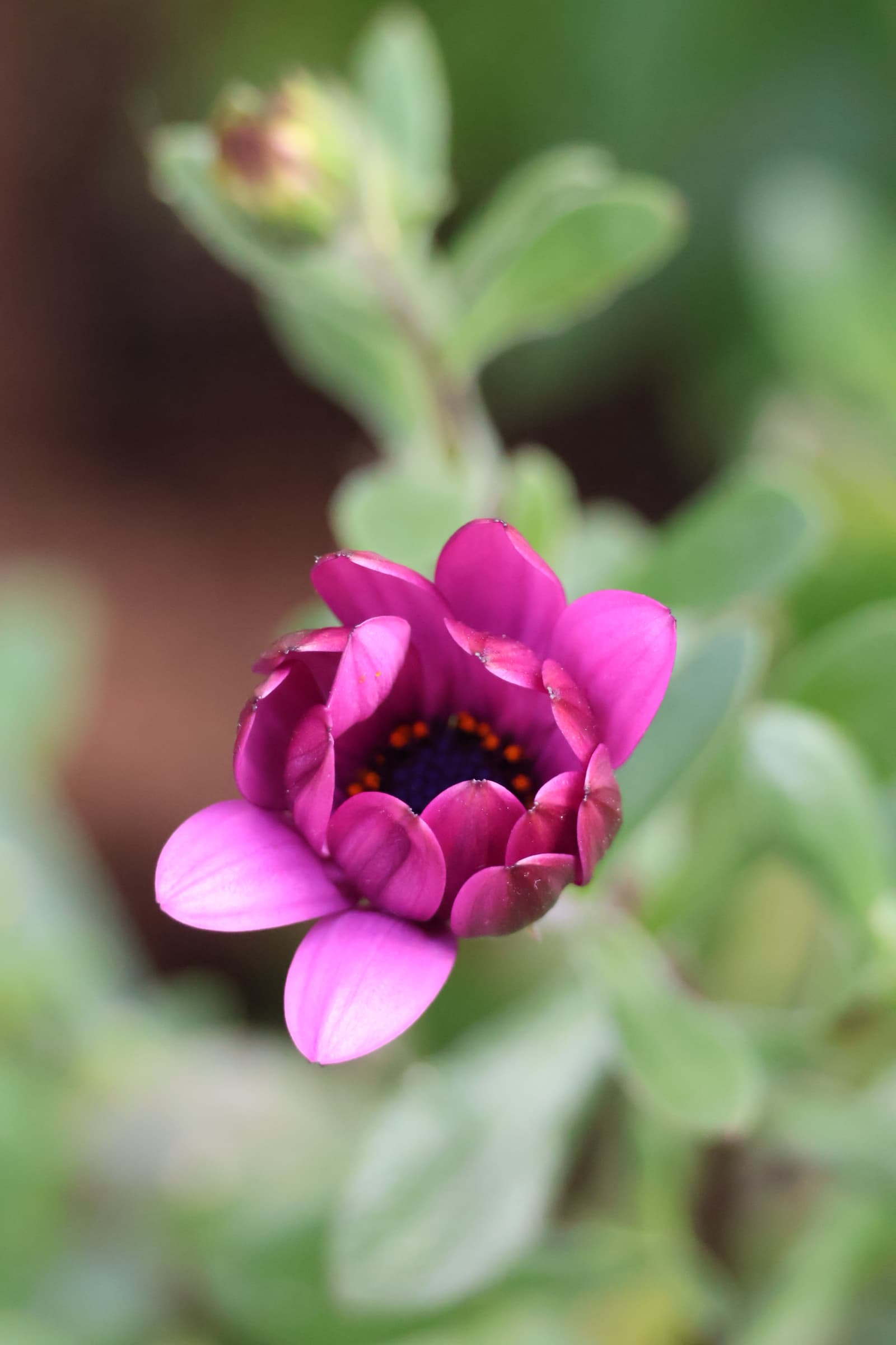 Flower 481
