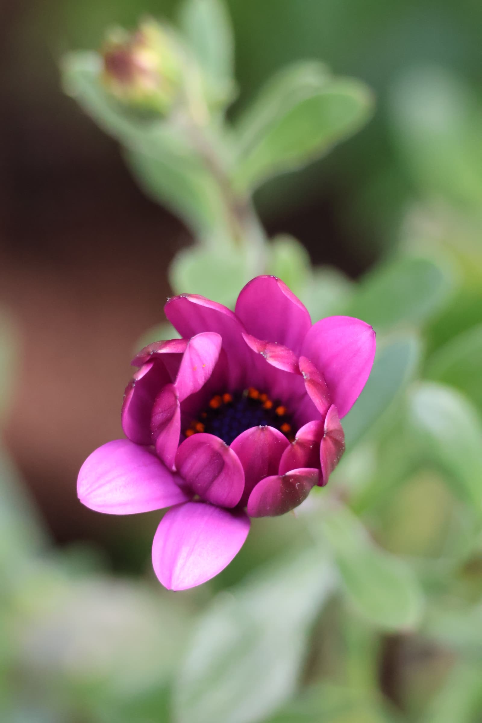 Flower 303