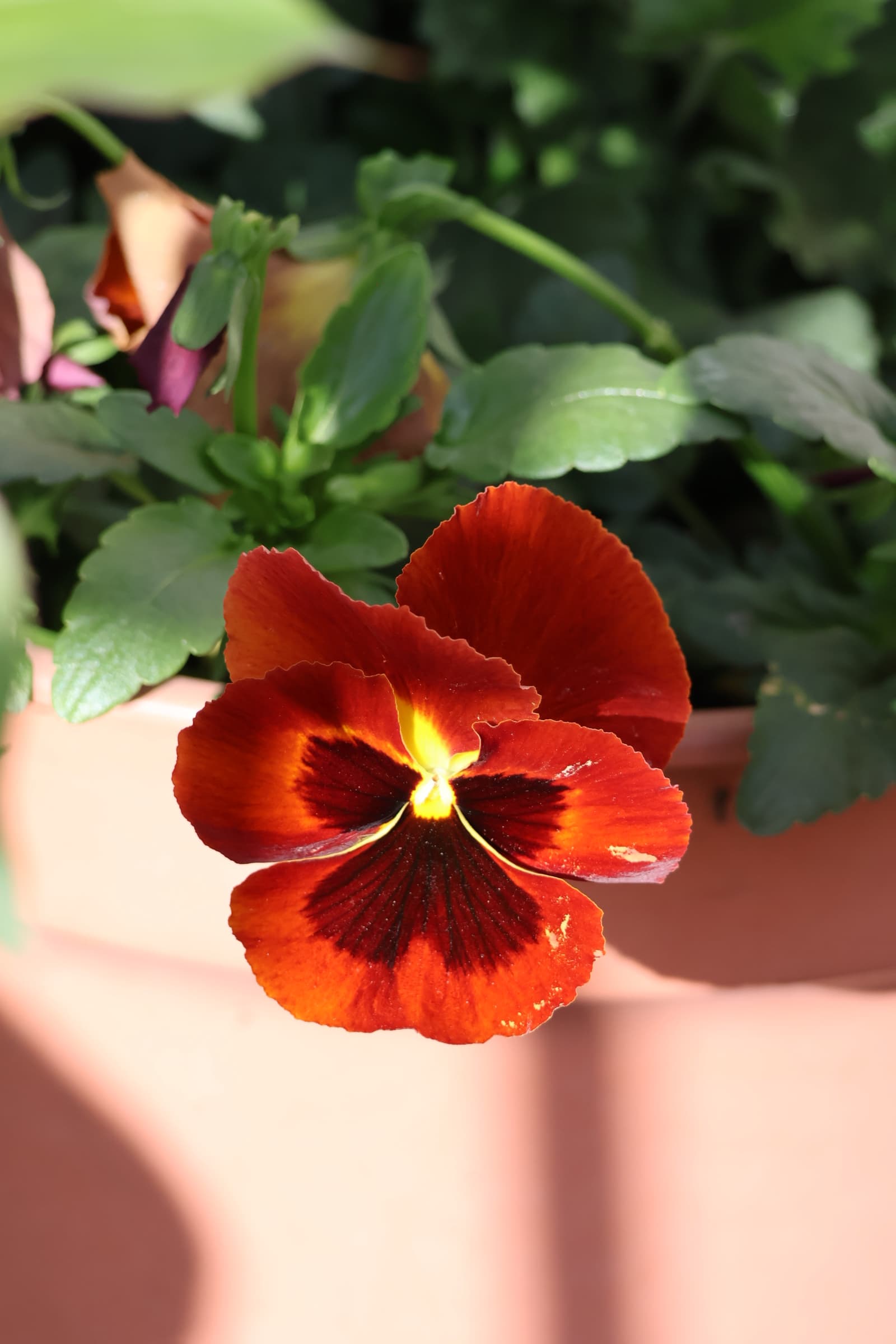 Flower 430