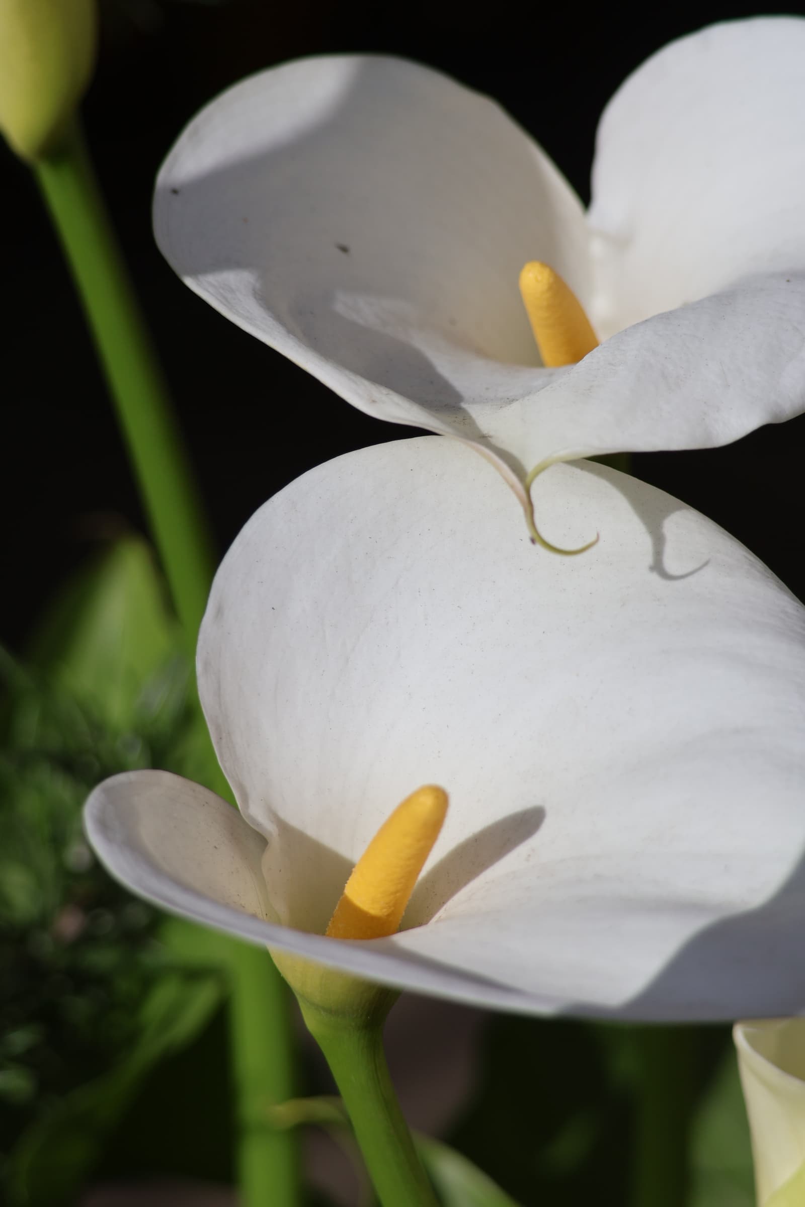 Flower 288