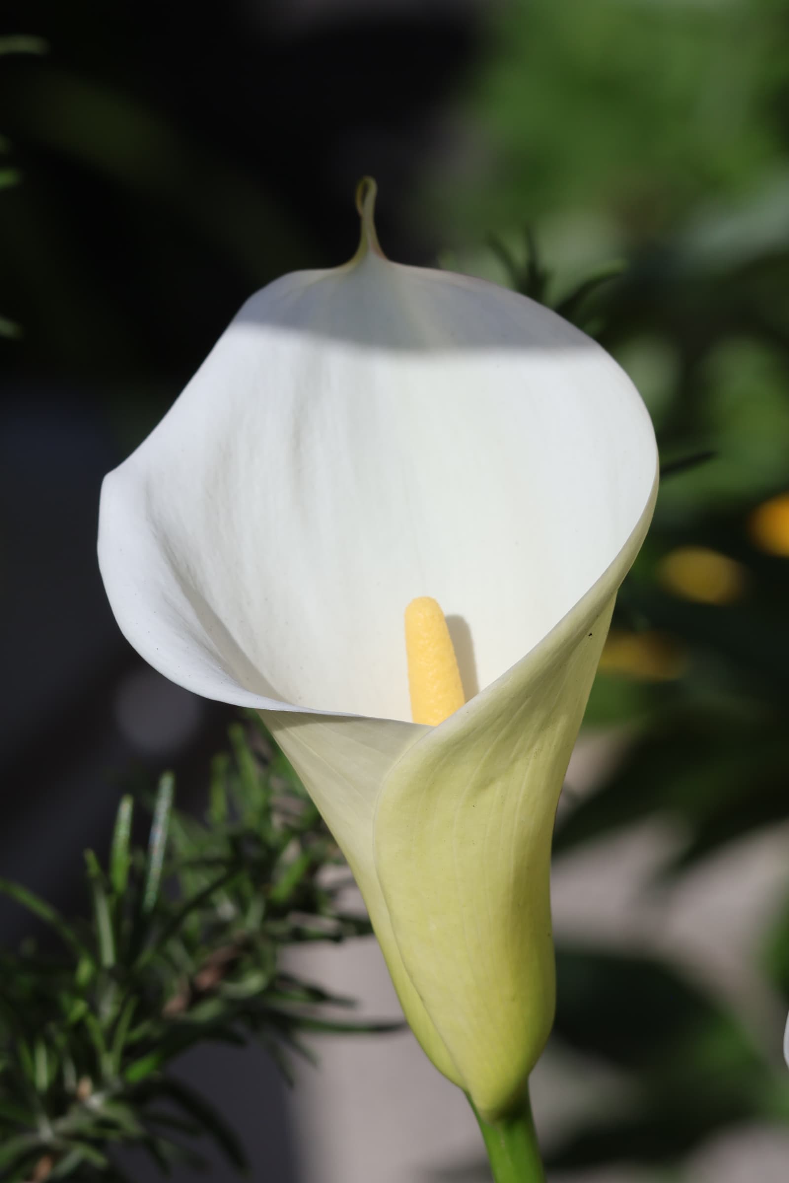 Flower 381