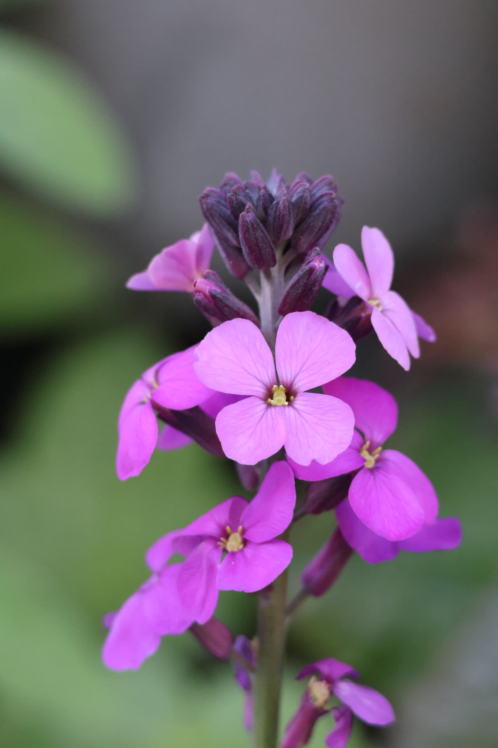 Flower 188