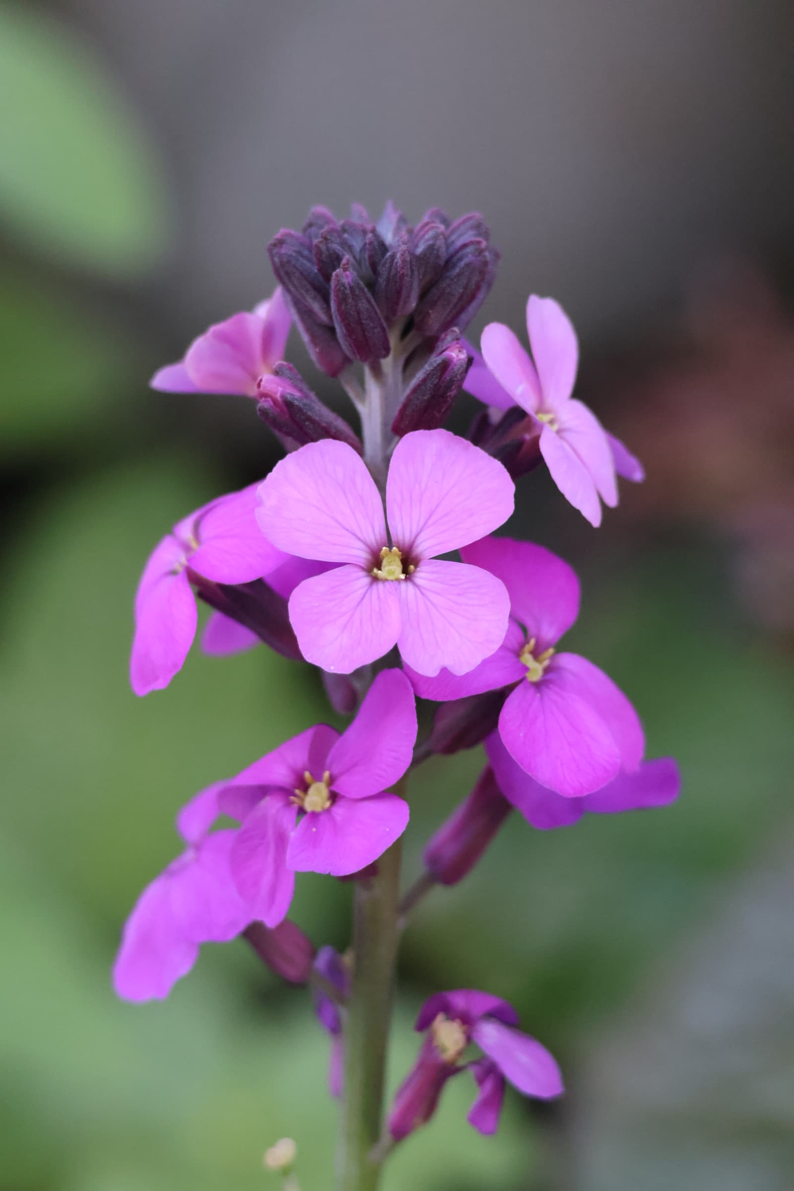 Flower 42