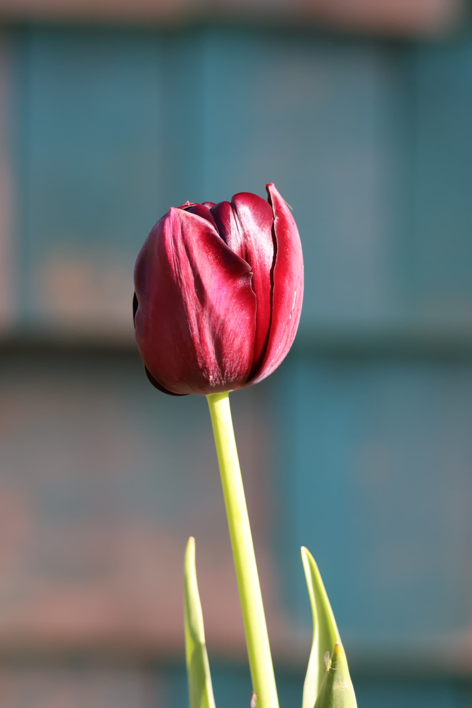 Flower 224