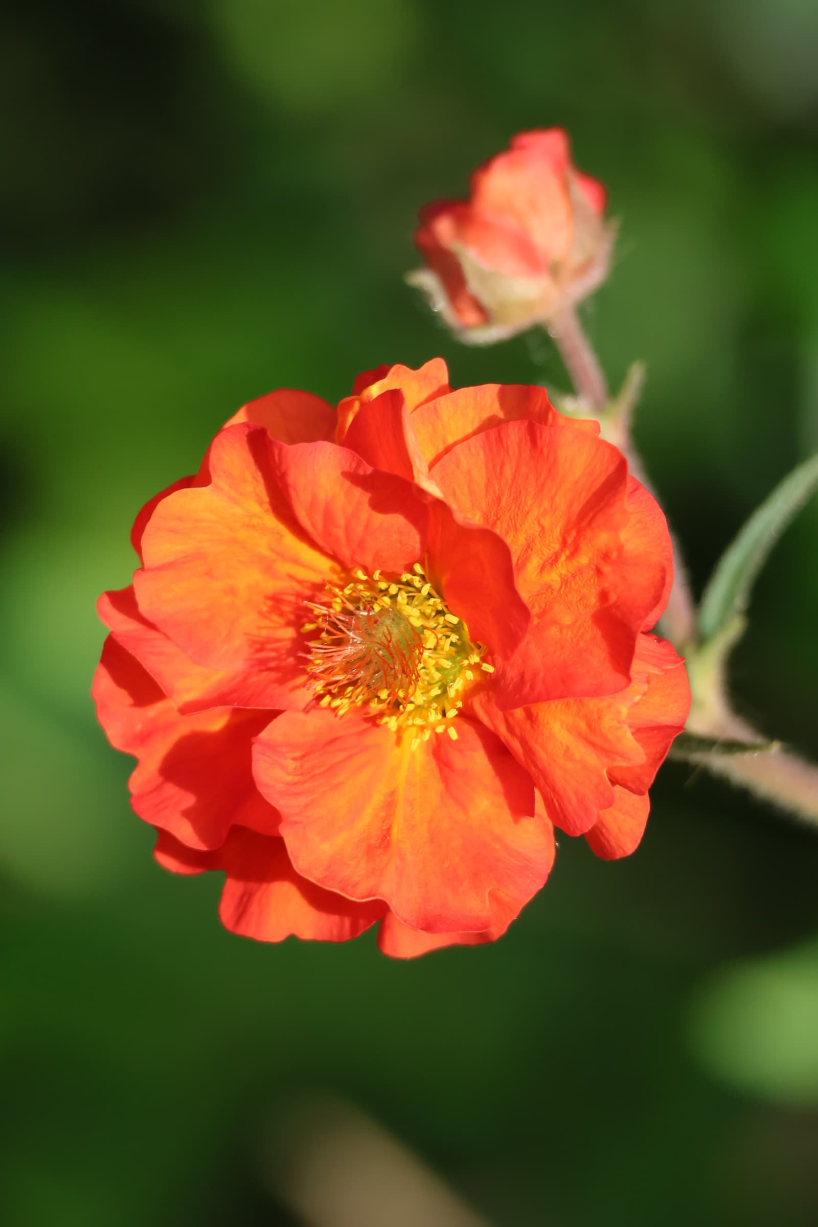 Flower 9