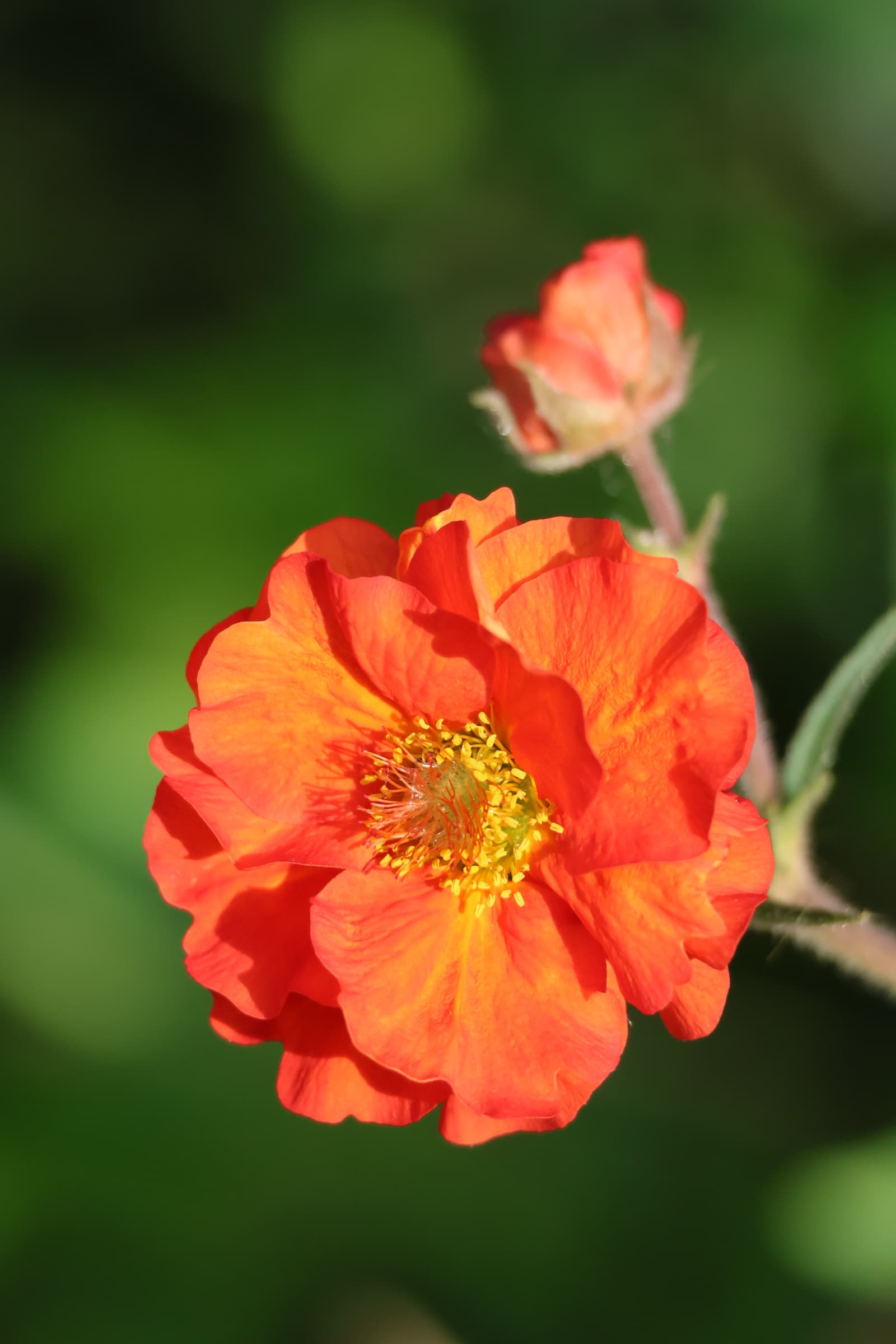 Flower 176