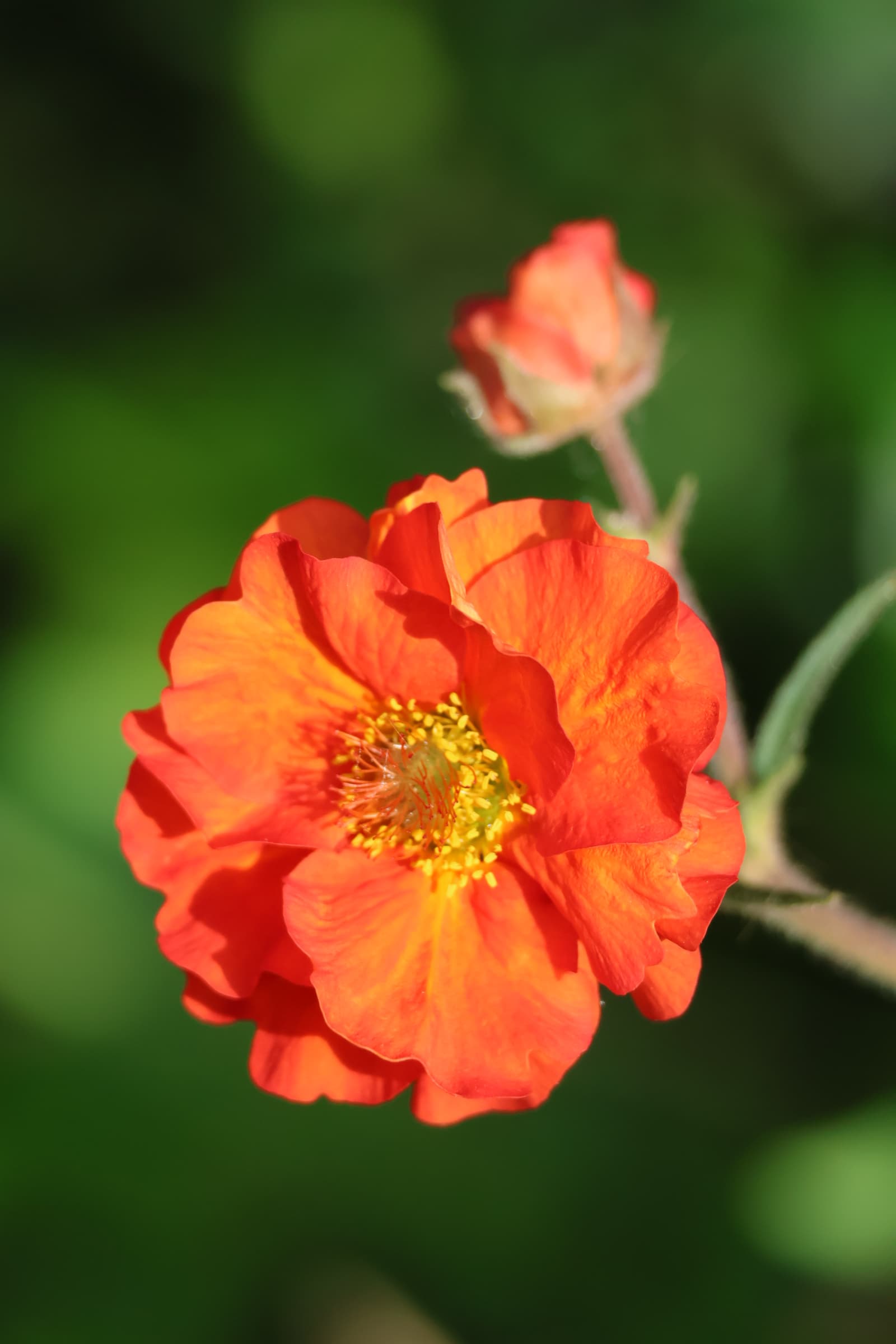Flower 372