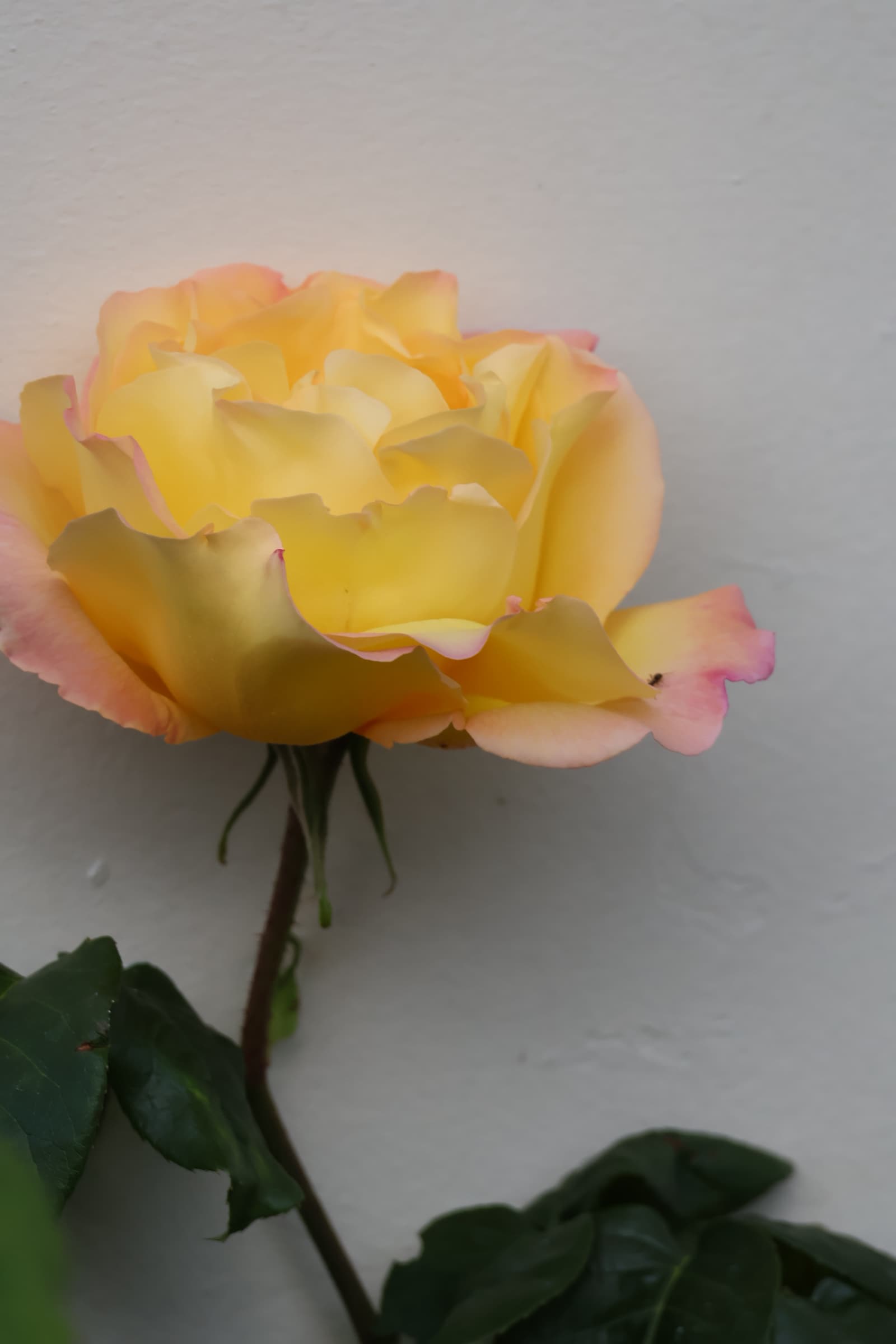 Flower 422