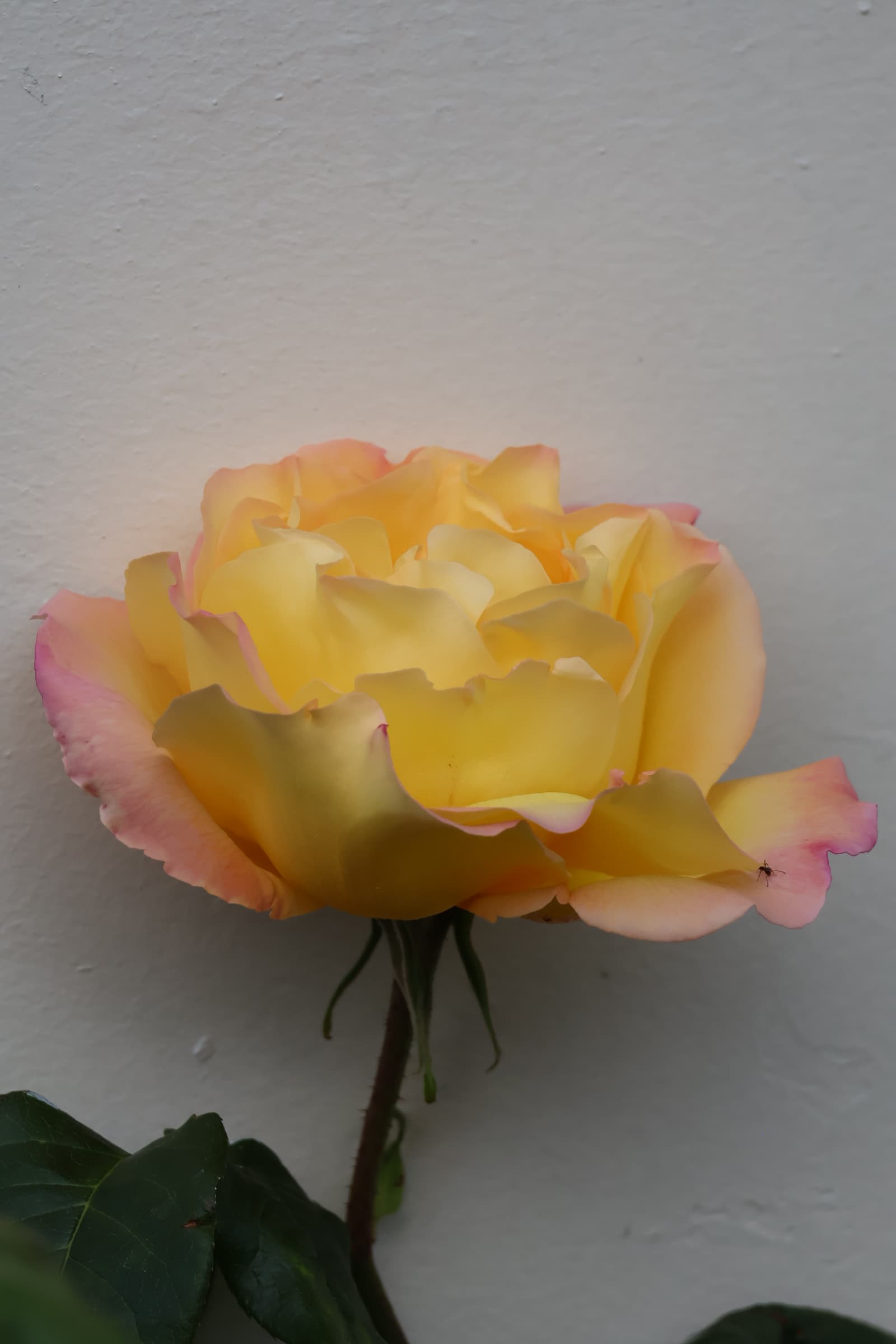 Flower 348
