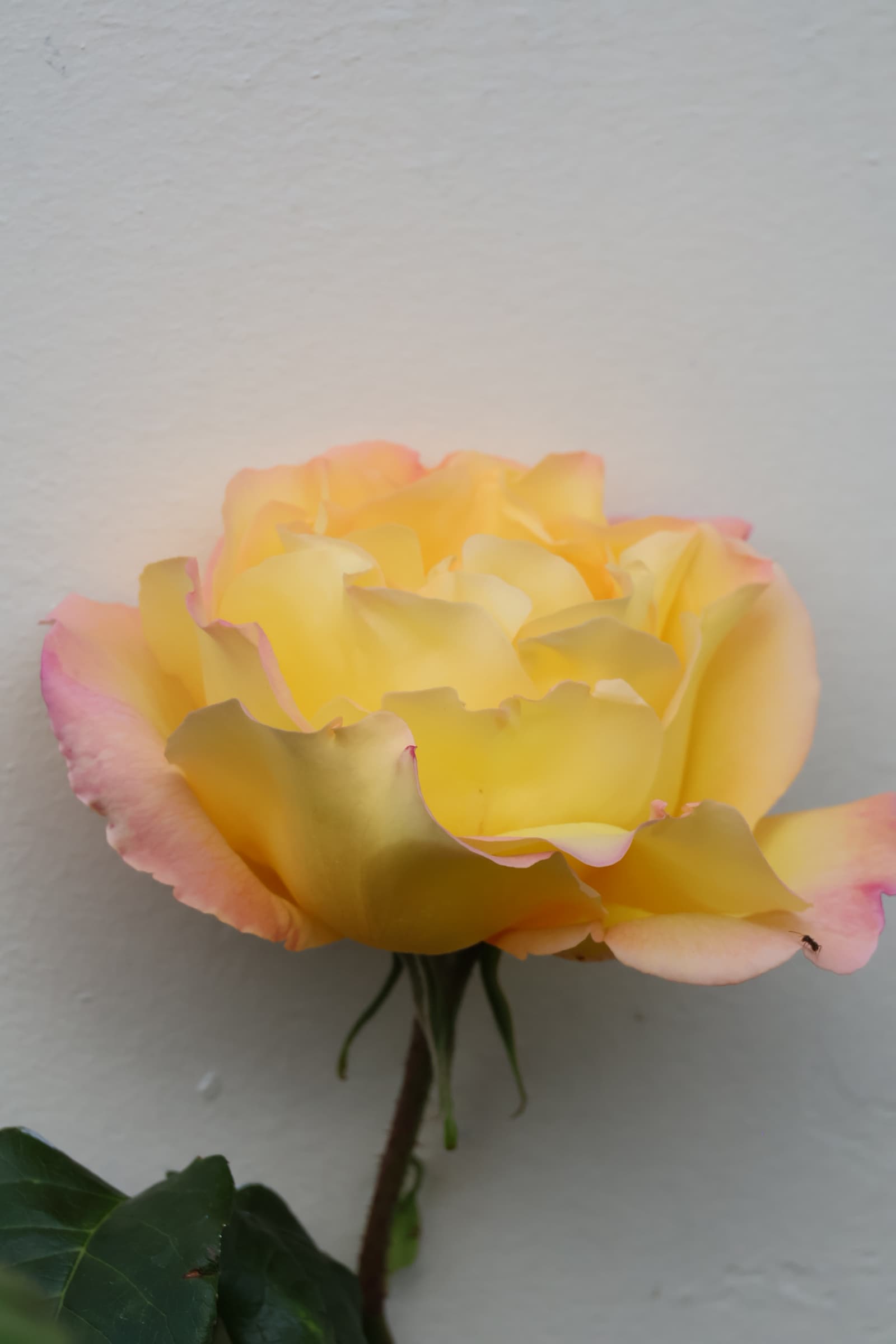 Flower 87