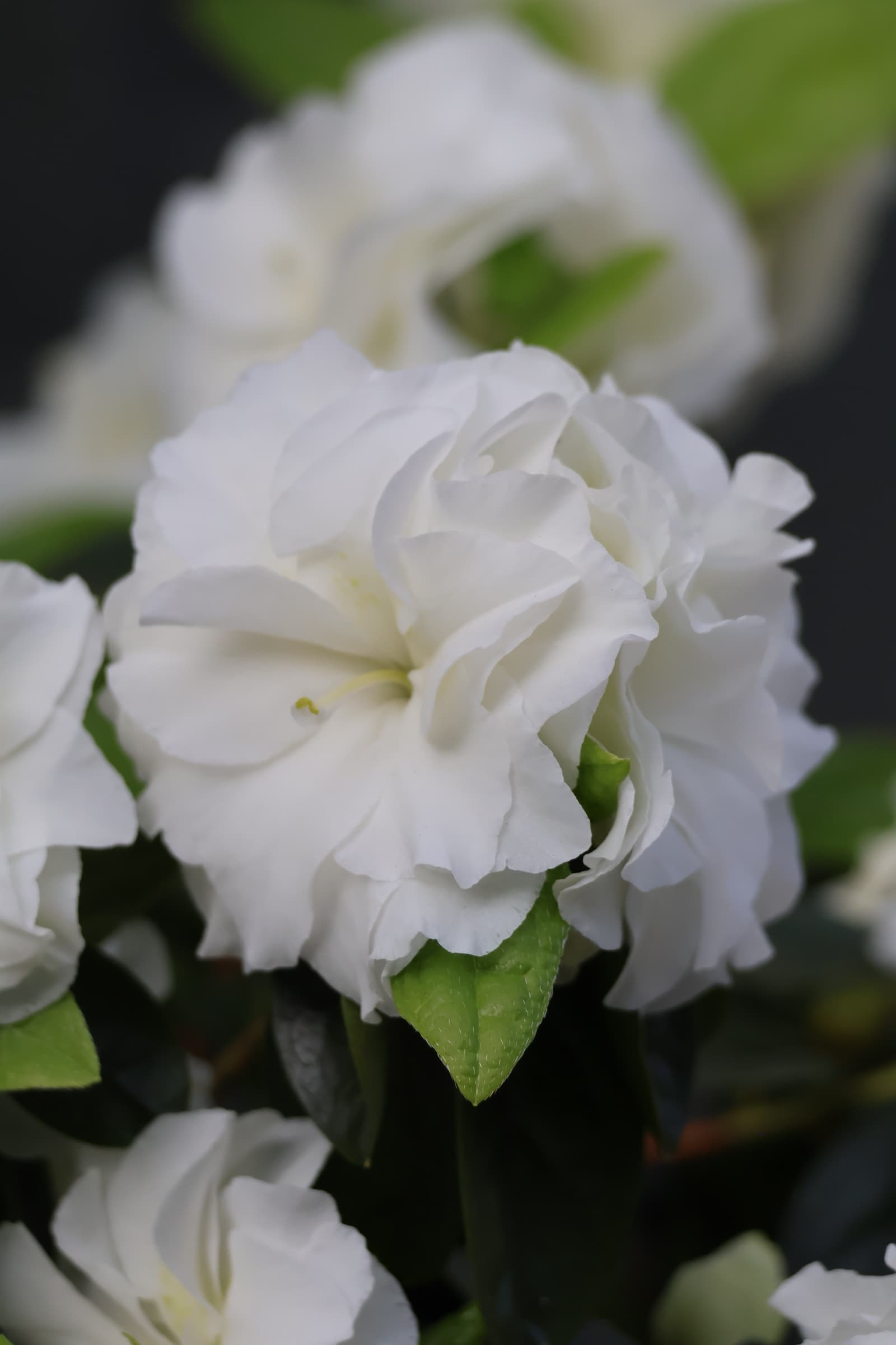 Flower 246