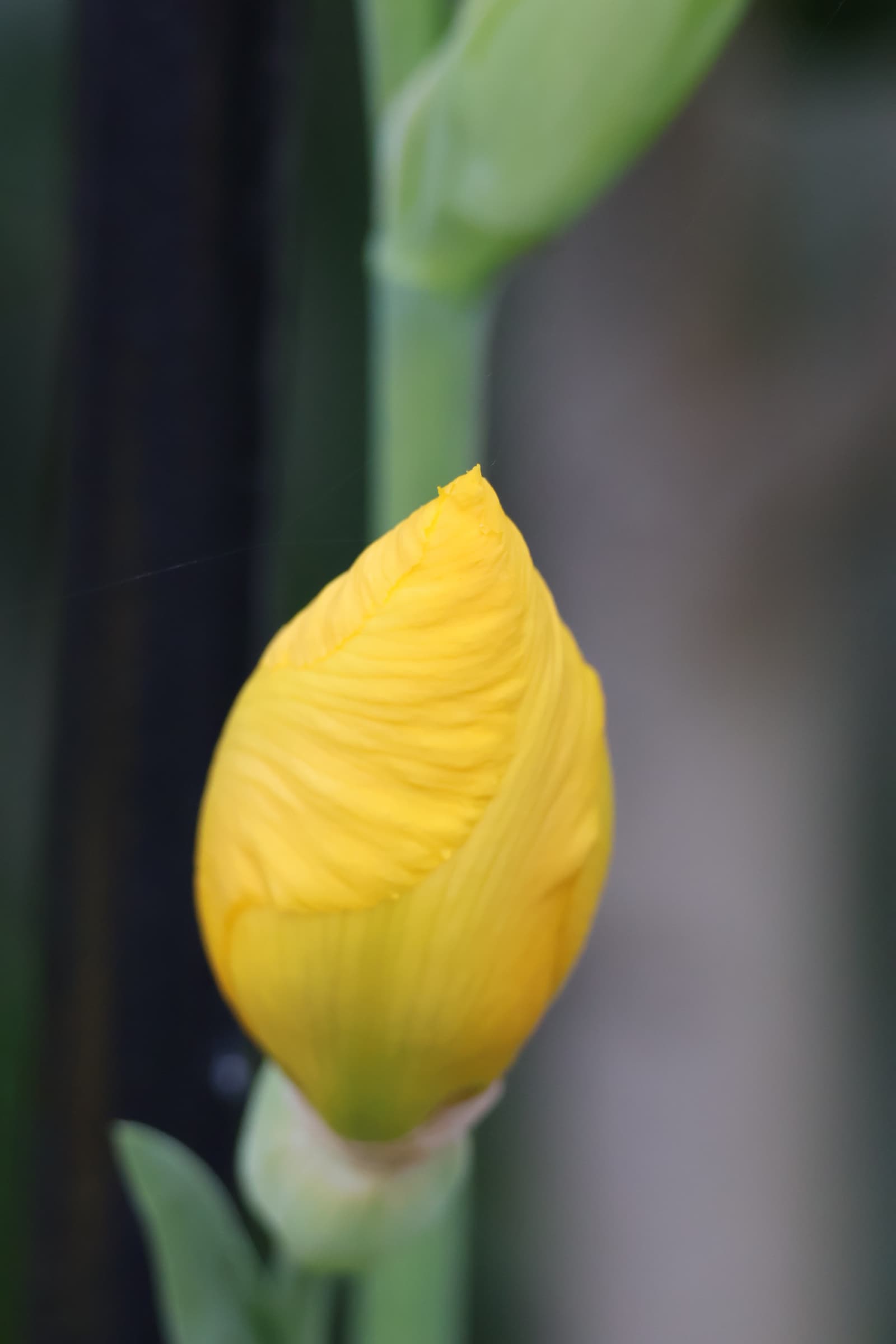 Flower 40