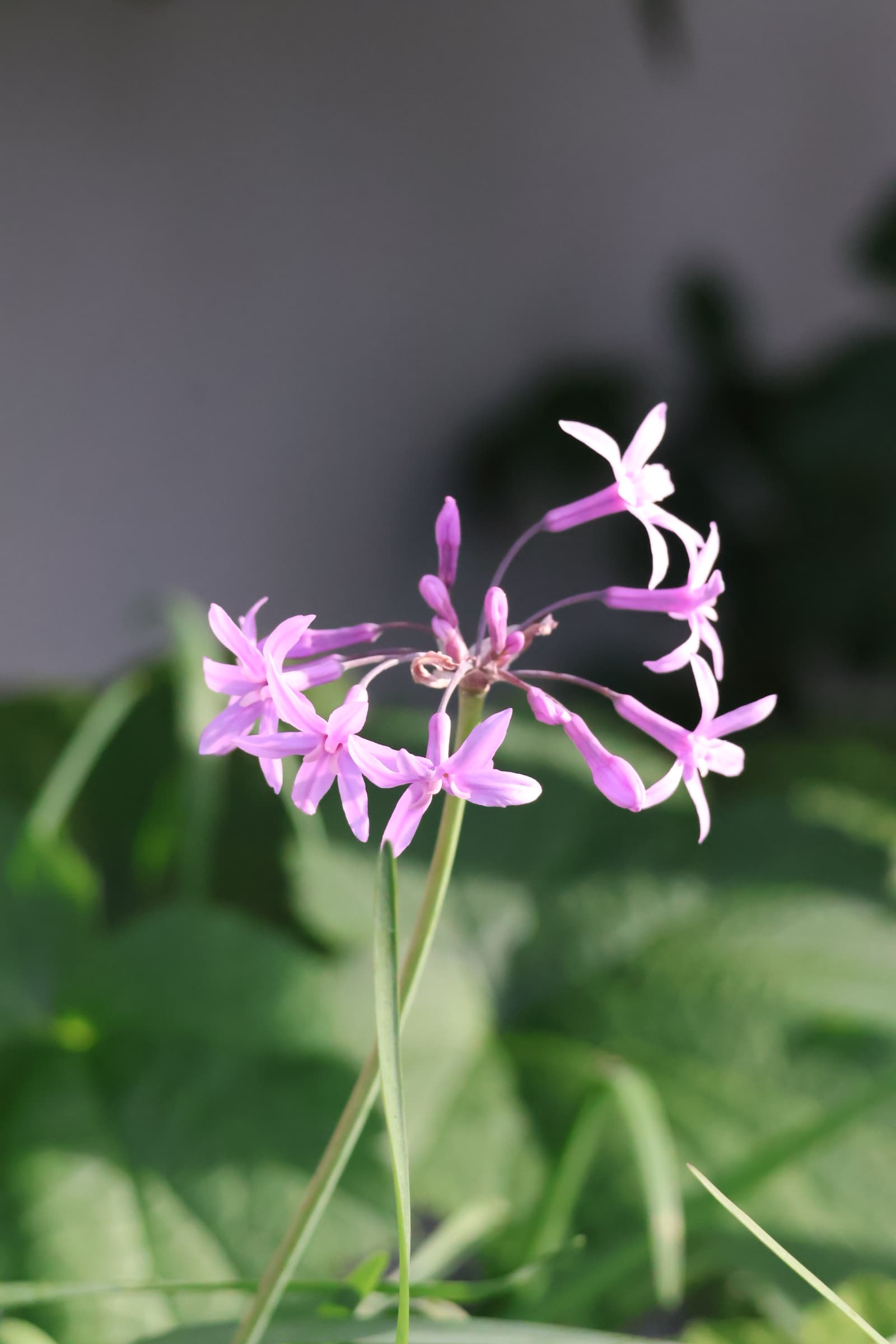 Flower 119