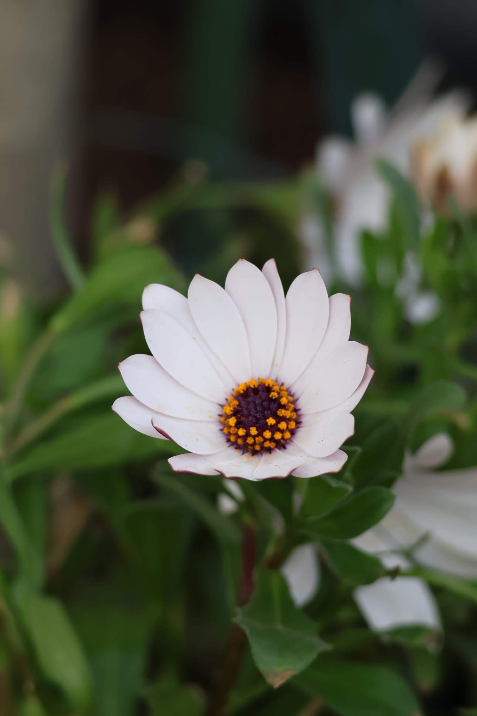 Flower 360