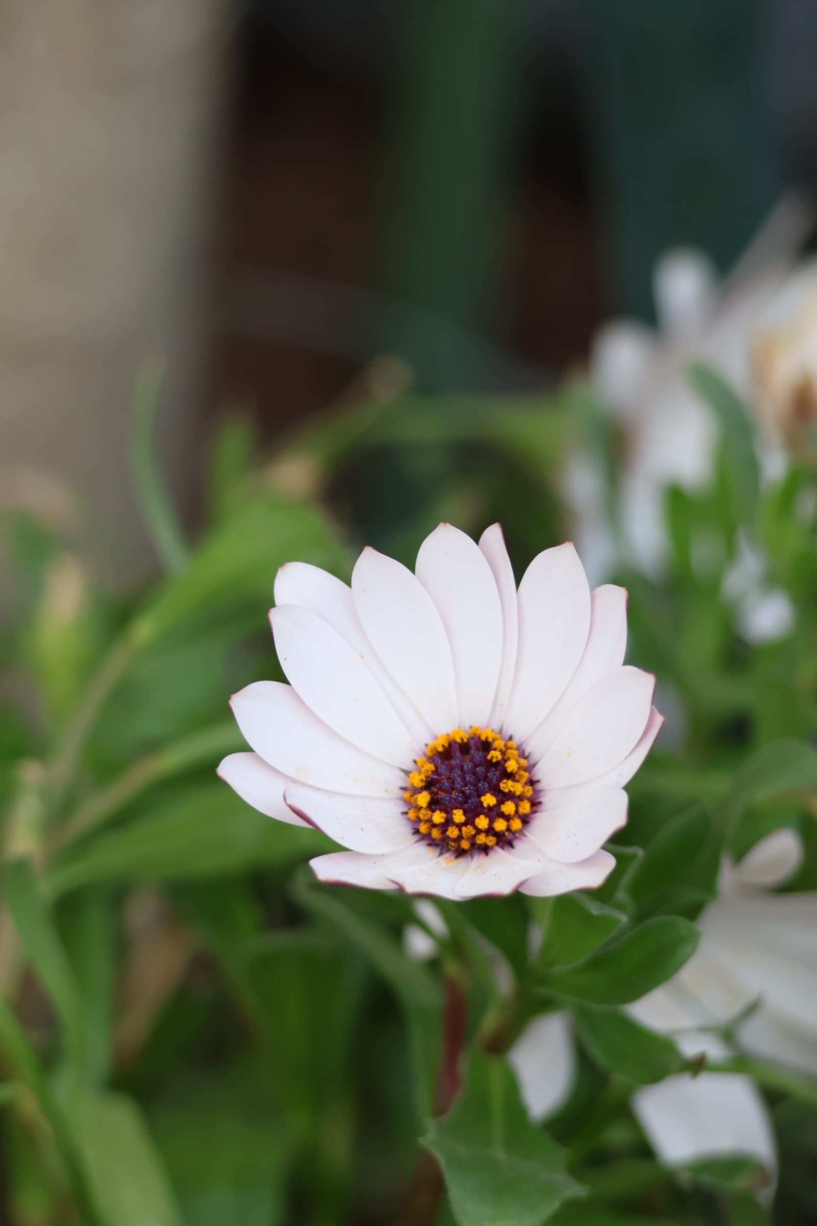 Flower 428
