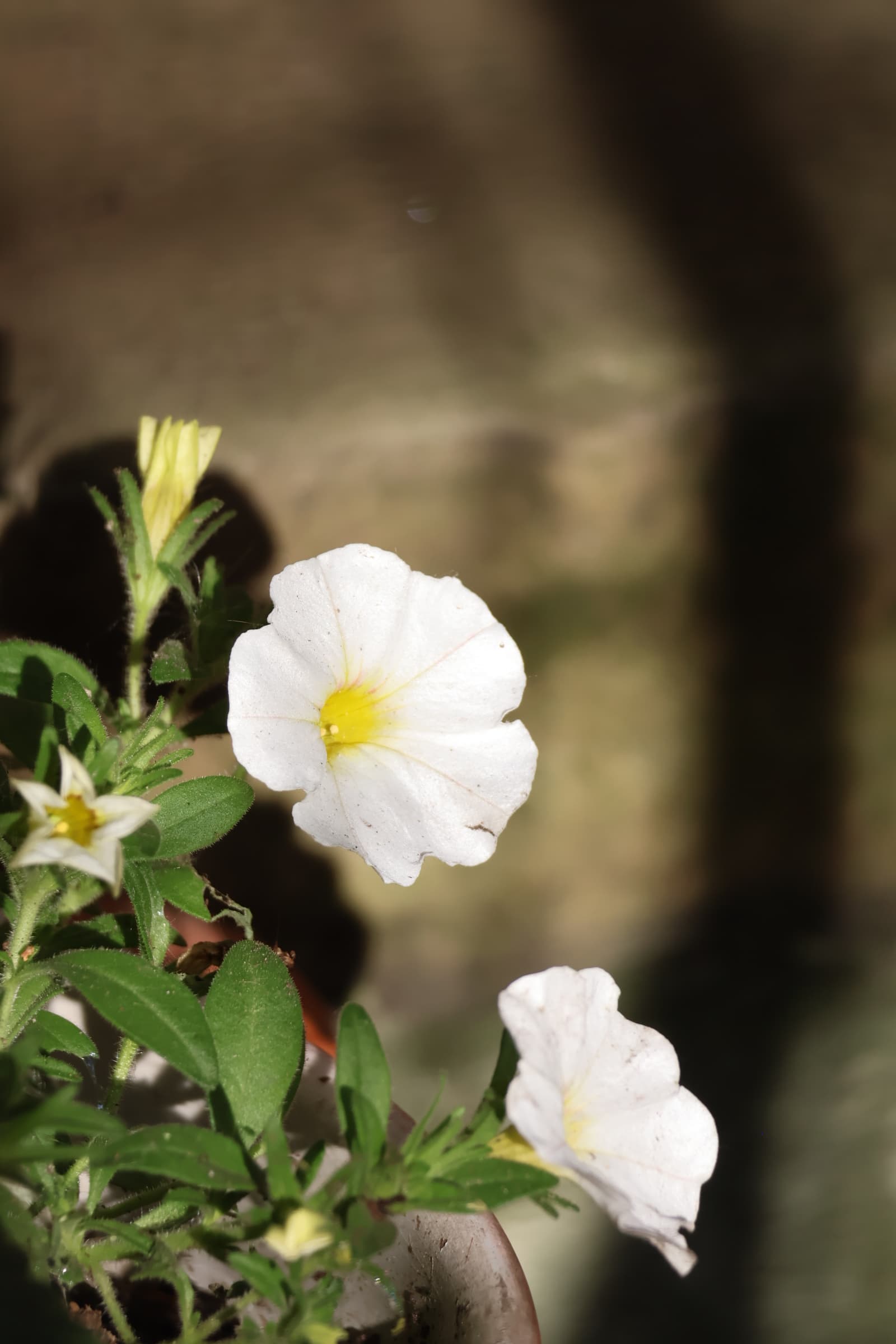 Flower 316