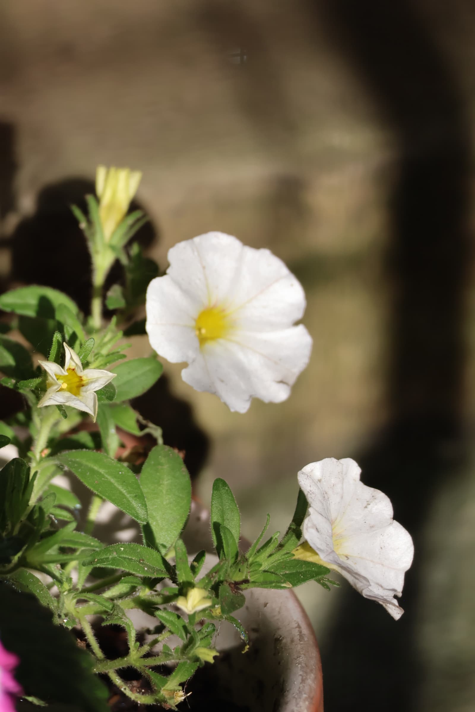 Flower 419